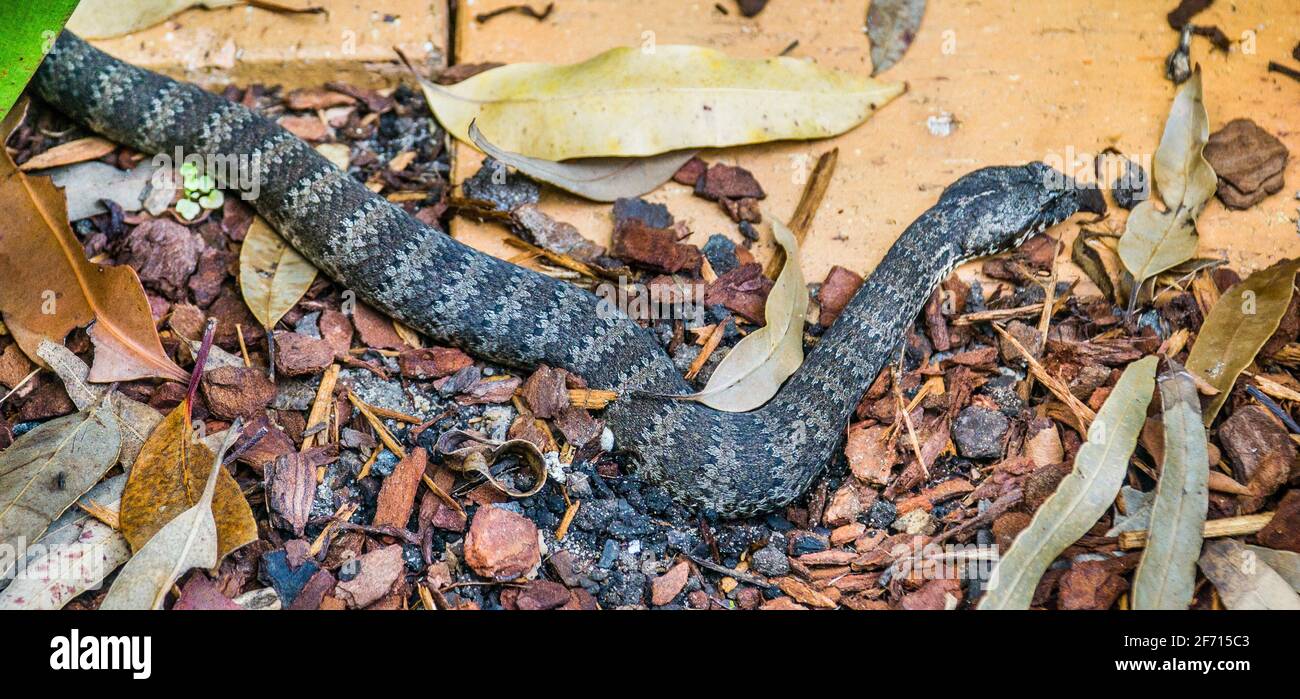 Morte comune sommatore (Acanthophis antarcticus) originario dell'Australia, uno dei serpenti di terra più velenosi Foto Stock