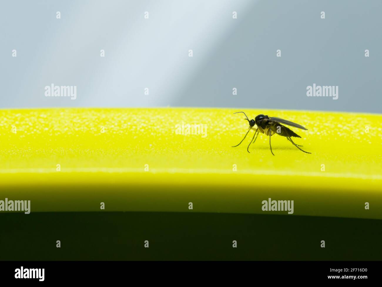 Gnat fungo alato scuro all'interno Foto Stock