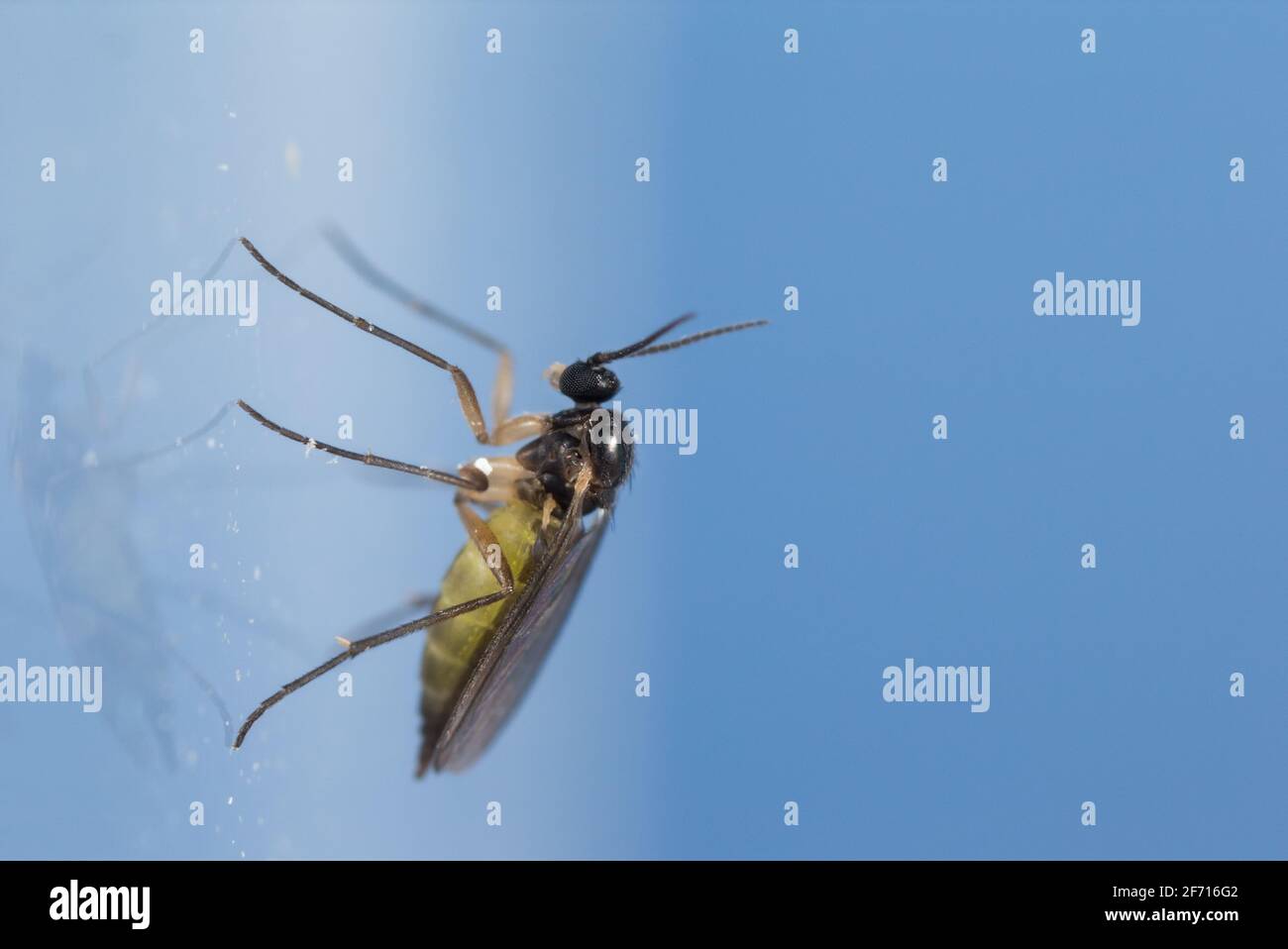 Gnat fungo alato scuro all'interno Foto Stock