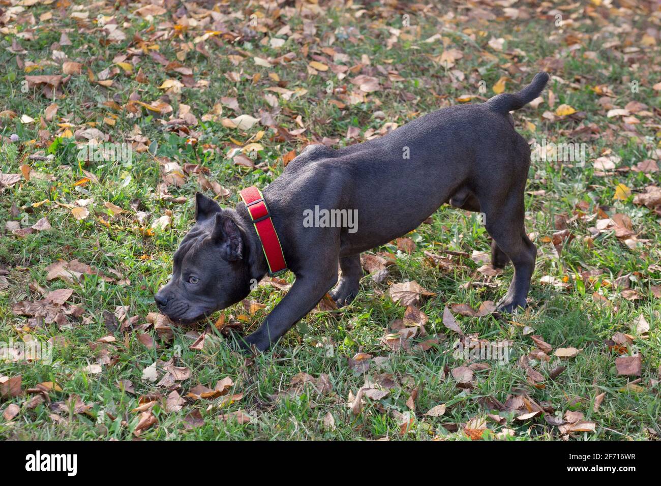 Carino cucciolo americano bullo sta camminando nel parco autunnale. Sette mesi. Animali domestici. Cane purebred. Foto Stock