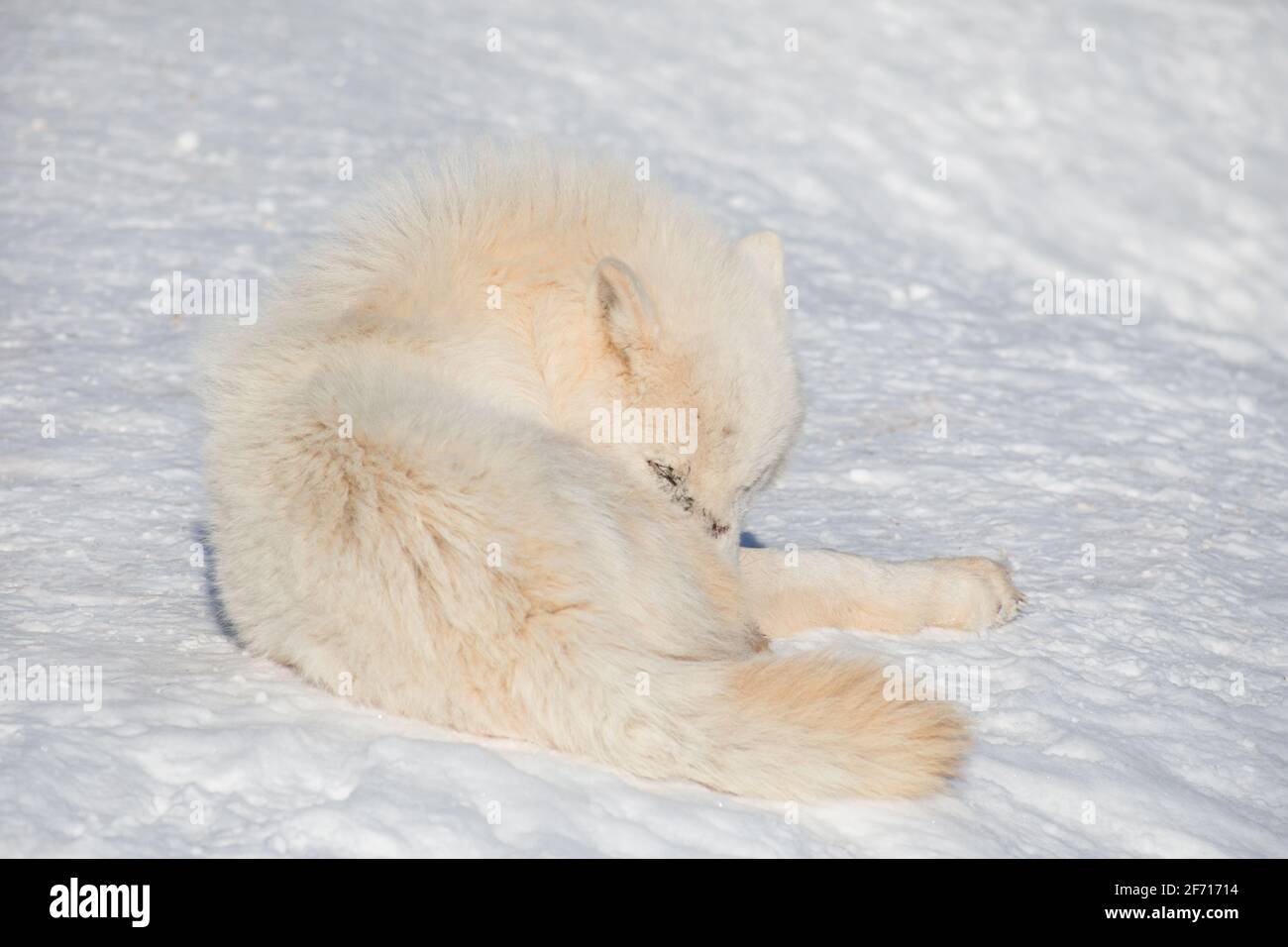 Wild alaskan tundra Wolf è sdraiato sul bianco della neve. Canis lupus arctos. Lupo polare o lupo bianco. Gli animali della fauna selvatica. Foto Stock