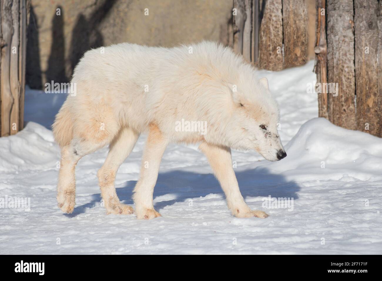 Il lupo bianco selvaggio cammina sulla neve bianca. Arctos Canis lupus. Lupo polare o lupo tundra dell'alaska. Animali nella fauna selvatica. Foto Stock