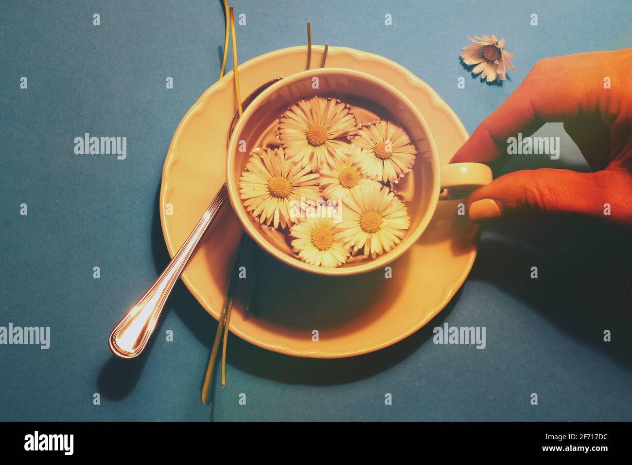 tazza da tè isolata con fiori a margherita all'interno del concetto di camomilla e bevande biologiche Foto Stock