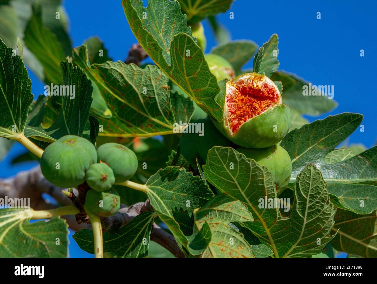 Rami dell'albero del fico con i frutti maturi e le foglie verdi sopra il cielo blu. Foto Stock