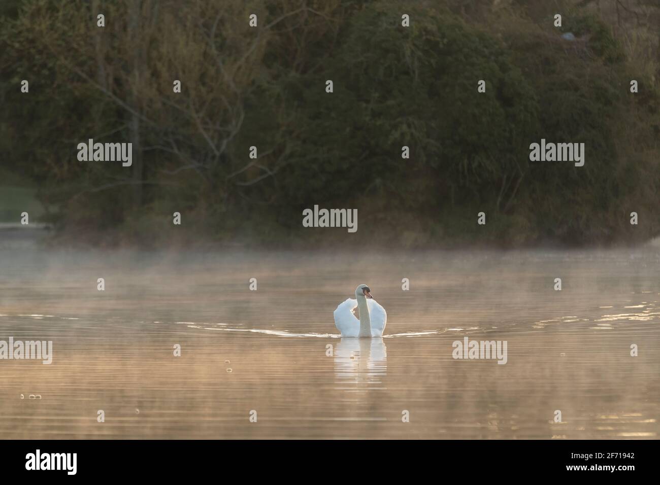 Northampton, Regno Unito. 4 aprile 2021. Domenica mattina gelida e limpida di Pasqua ad Abington Park con una nebbia che si erge dal lago intorno a un Mute Swan. Cygnus olor (Anatidae). Credit: Keith J Smith./Alamy Live News Foto Stock