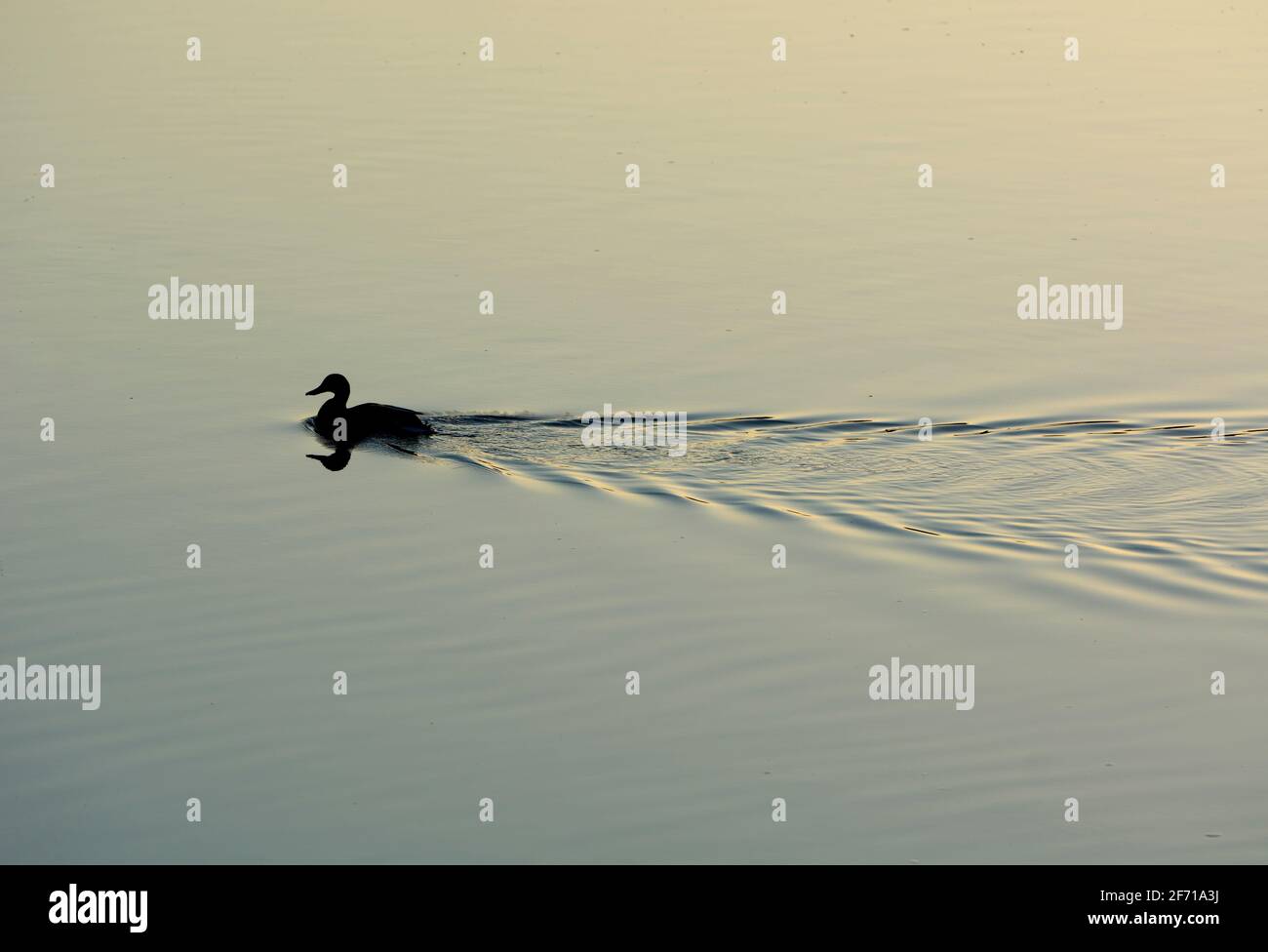 Un'anatra di Mallard sul fiume Avon, Warwick, Warwickshire, Inghilterra, Regno Unito Foto Stock