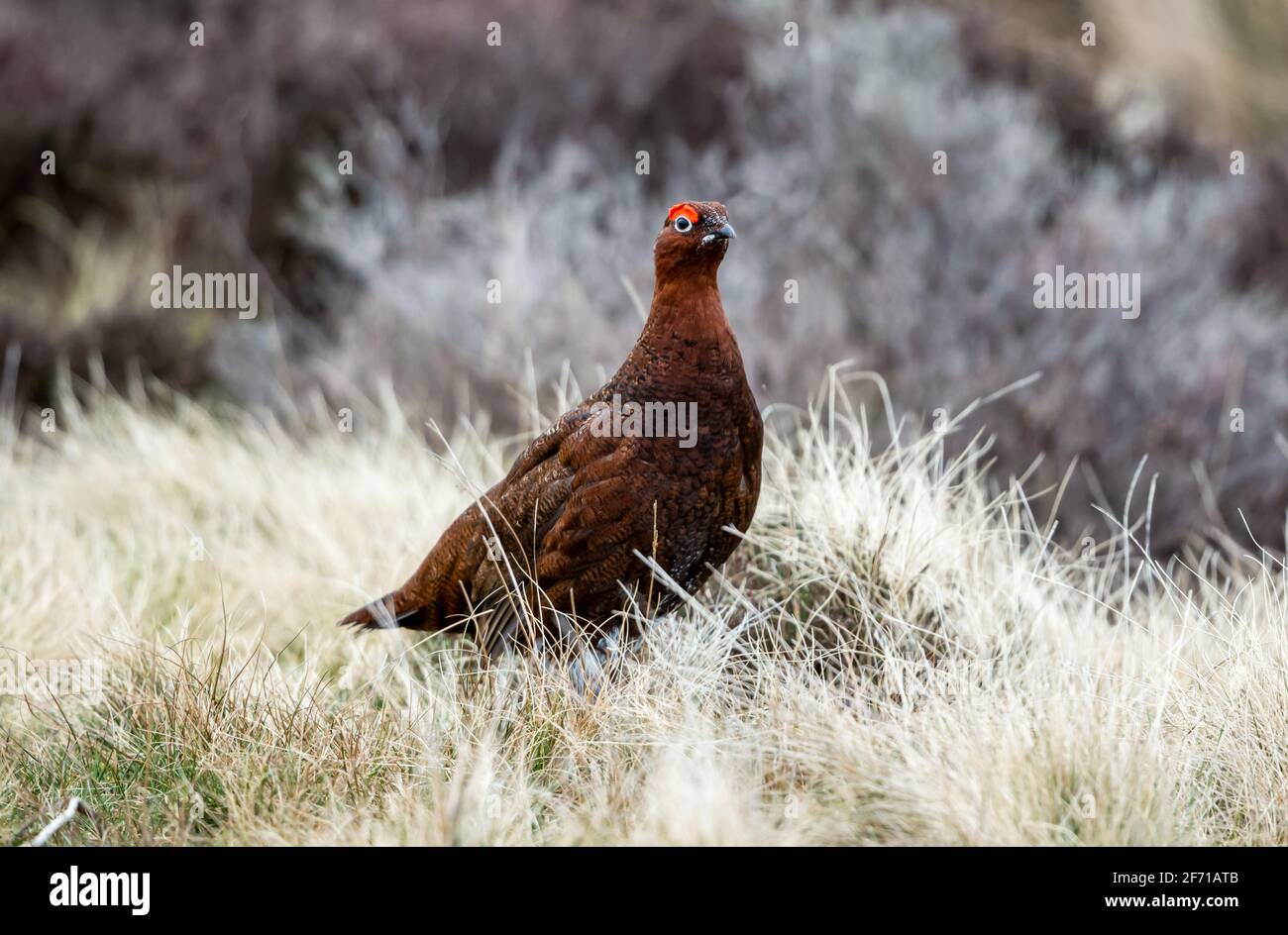 Rosso Grouse maschio, Nome scientifico: Lagopus Lagopus. Si trovava in un habitat naturale di Grousemoor in Springtime. Rivolto a destra. Sopracciglia rosse svasate. Horizonta Foto Stock
