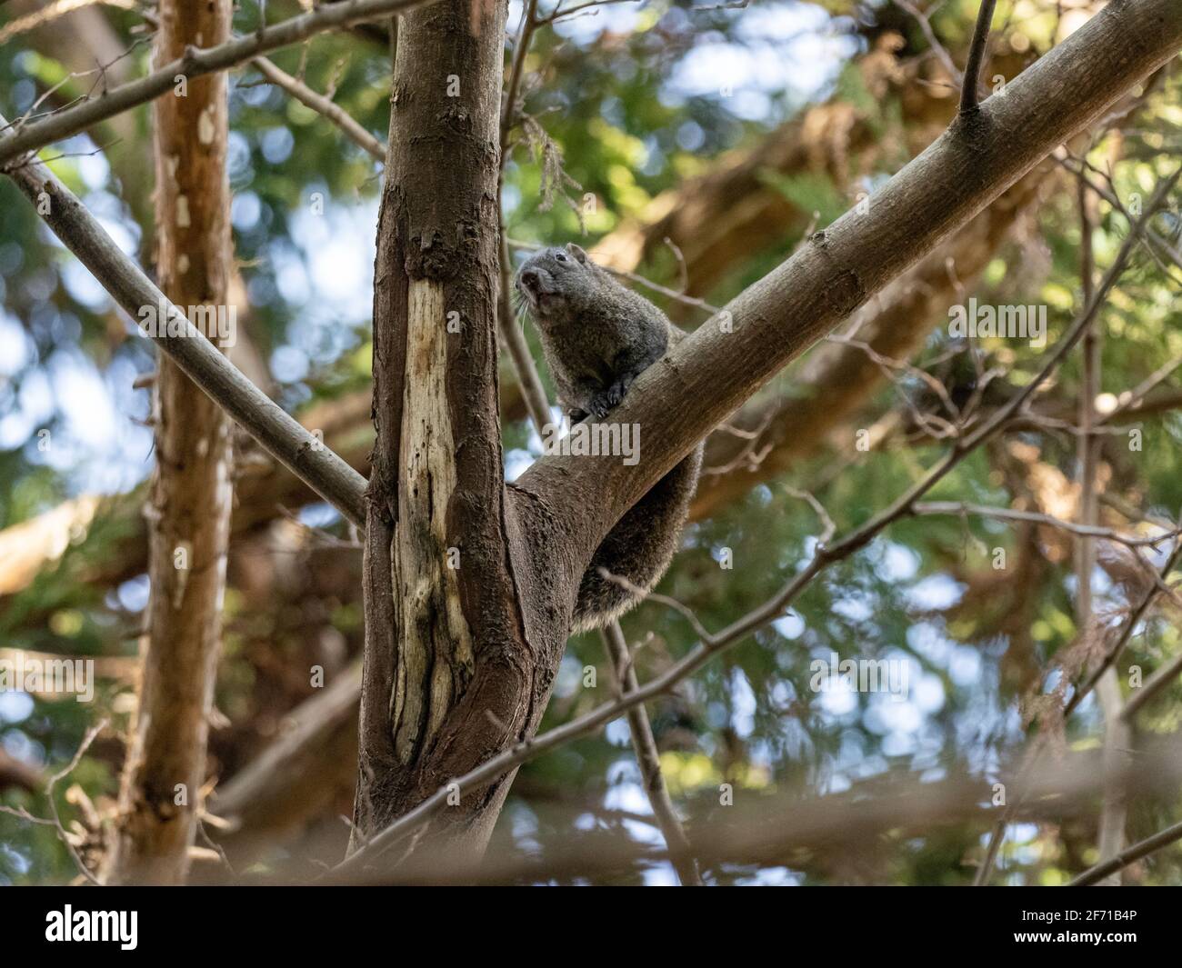 Uno scoiattolo d'albero rosso o scoiattolo di Pallas, Callosciurus erythraeus, sul tronco di un albero in una foresta giapponese. Introdotto dalla terraferma, Foto Stock