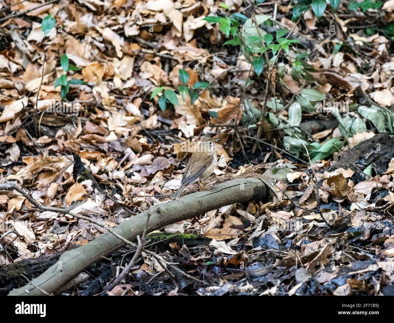 Un mughetto pallido, Turdus pallidus, che riposa su un ramo caduto sopra un piccolo ruscello in una foresta vicino a Yokohama, Giappone. Foto Stock Un mughetto pallido, Turdus pallidus, che riposa su un ramo caduto sopra un piccolo ruscello in una foresta vicino a Yokohama, Giappone. Foto Stock