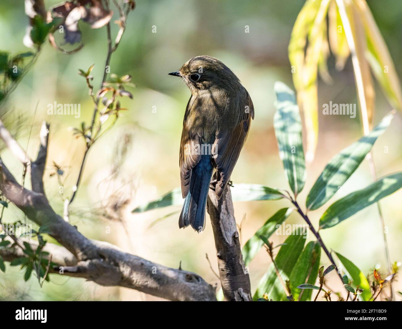 Una Bluetail femmina fiancheggiata da rosso, Tarsiger cyanurus, si trova su un ramo di un piccolo cespuglio in un piccolo parco vicino a Yokohama, Giappone. Foto Stock Una Bluetail femmina fiancheggiata da rosso, Tarsiger cyanurus, si trova su un ramo di un piccolo cespuglio in un piccolo parco vicino a Yokohama, Giappone. Foto Stock