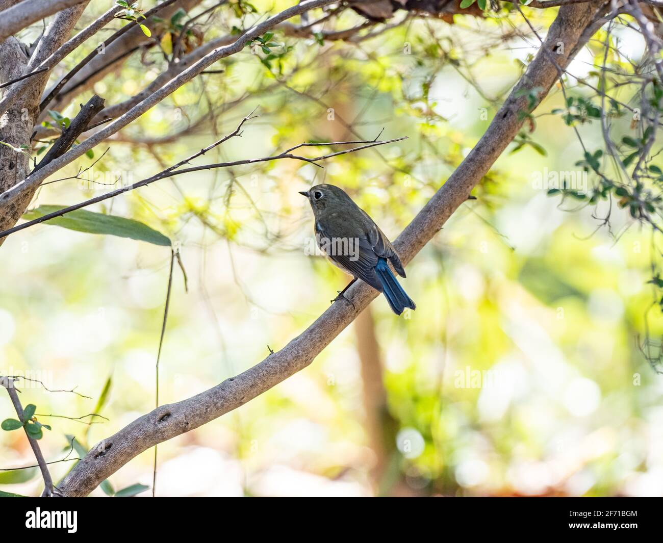 Una Bluetail femmina fiancheggiata da rosso, Tarsiger cyanurus, si trova su un ramo di un piccolo cespuglio in un piccolo parco vicino a Yokohama, Giappone. Foto Stock