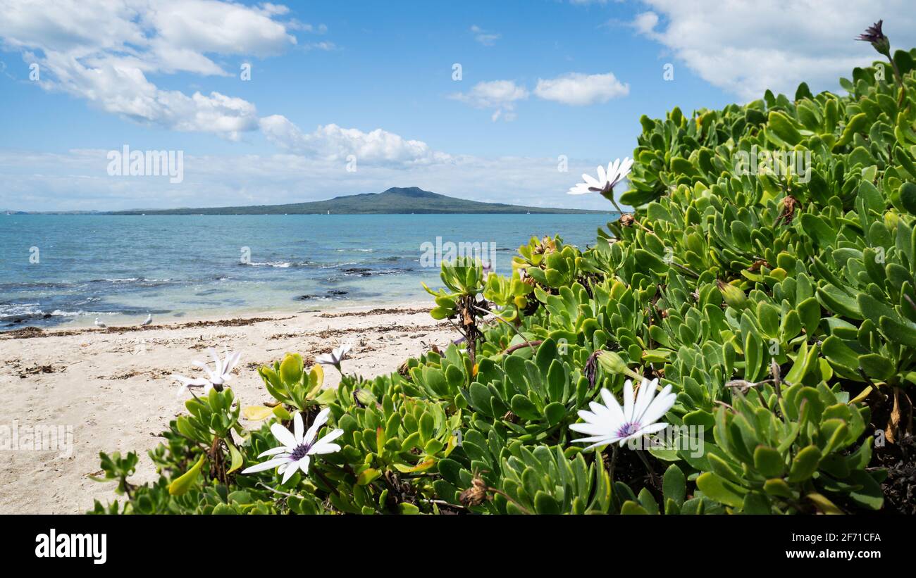Takapuna Beach con vista sull'Isola di Rangitoto incorniciata da fiori selvatici, North Shore, Auckland Foto Stock