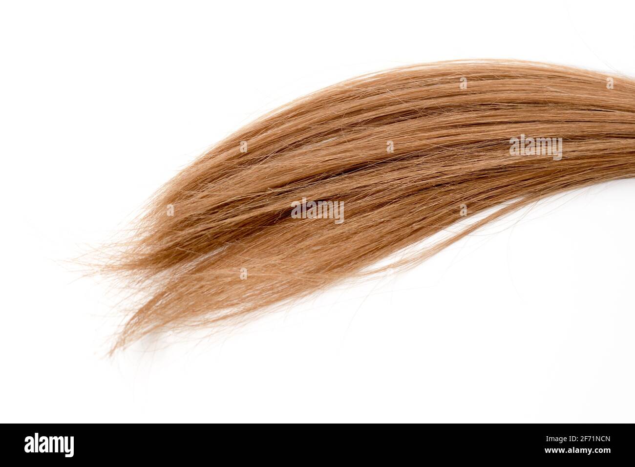 pezzetto di capelli marroni su sfondo bianco isolato. Foto Stock