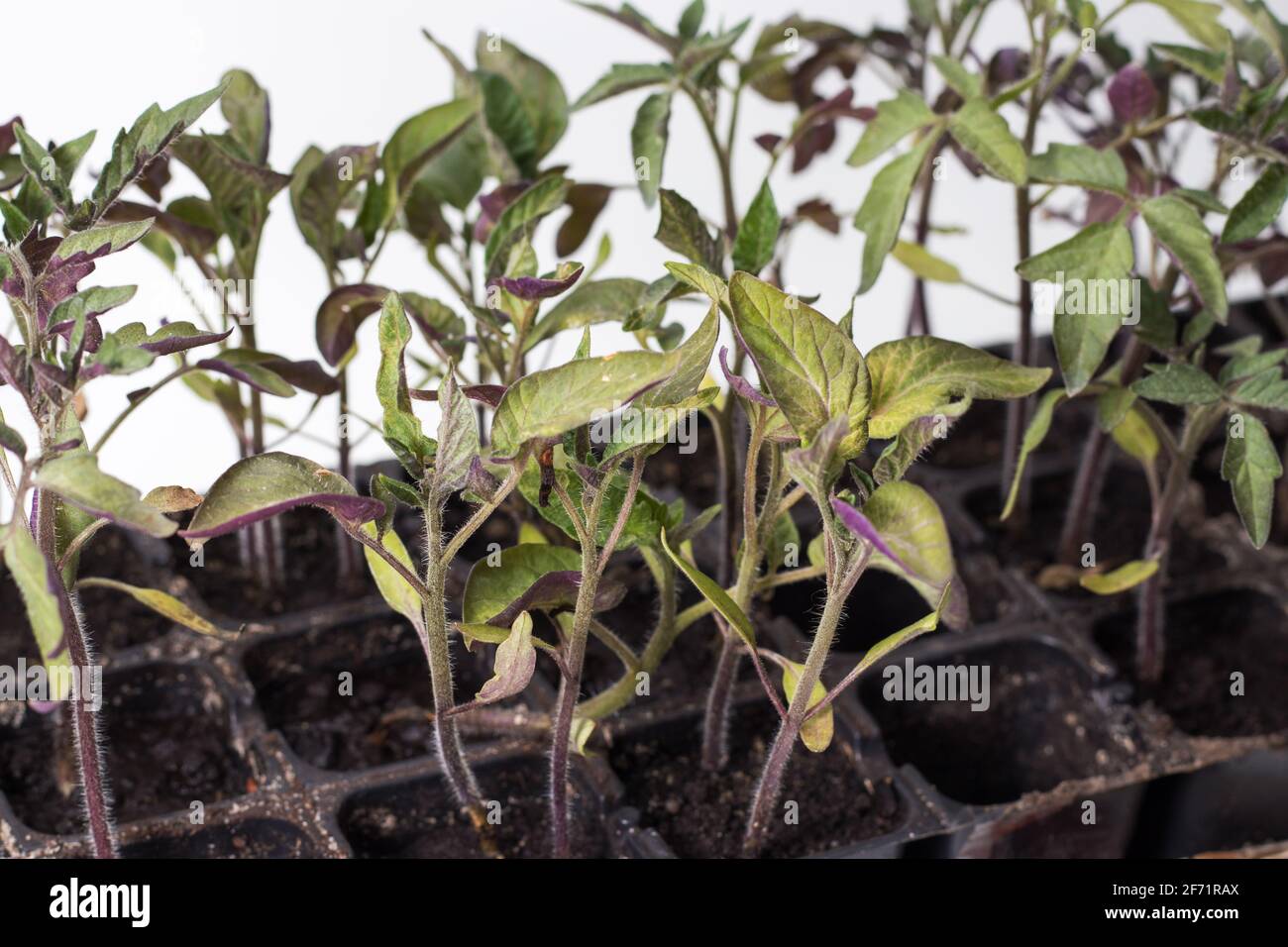 Piccole piantine di lattuga che crescono in vassoio di coltivazione Foto Stock