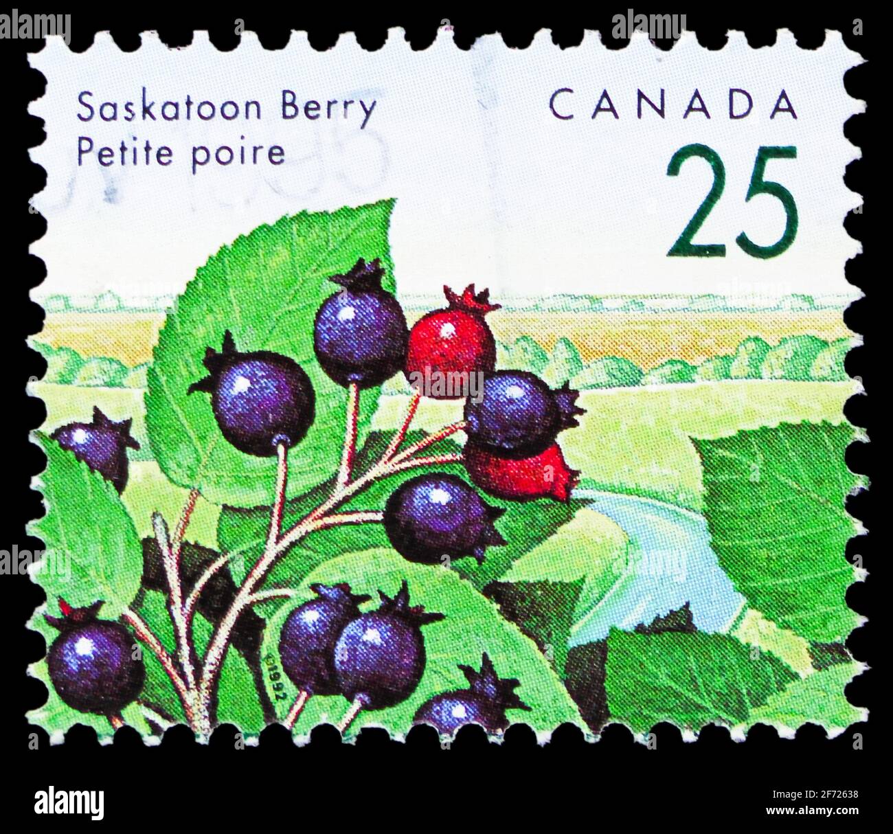 MOSCA, RUSSIA - 28 FEBBRAIO 2021: Francobollo stampato in Canada mostra Saskatoon Berry (Amelanchier alnifolia), definizioni 1991-96: Berries commestibili Foto Stock