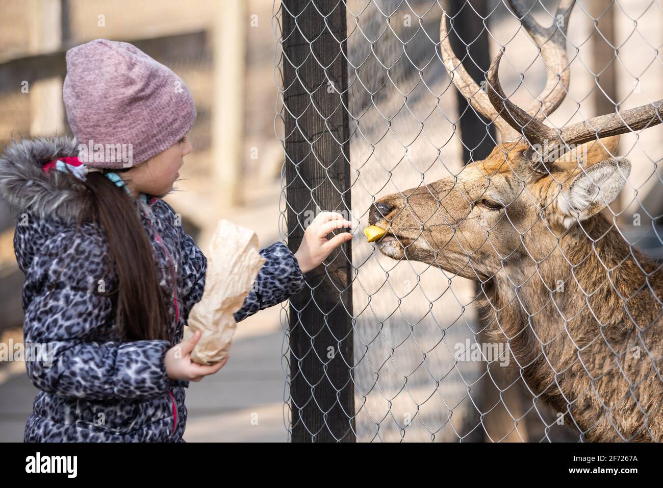 Bella bambina abbracciando animale ROE cervi al sole, proteggendo un animale Foto Stock