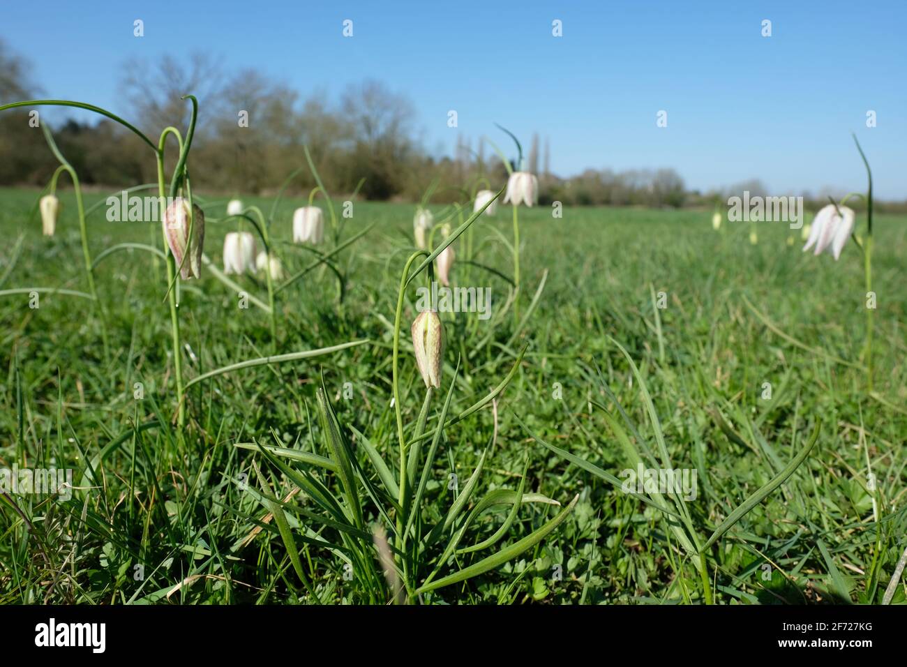 Lugg Meadows, near Hereford, Herefordshire, UK - Pasqua Domenica 4 Aprile 2021 - rari fiori di festa della testa di serpente fioriscono in caldo sole di primavera sulla pianura alluvionale di Lugg Meadows. Questi fiori selvatici si trovano in soli 30 siti in tutto il Regno Unito. Il Lugg Meadows è un prato di Lammas coltivato da proprietari condivisi fin dai tempi normanni. Photo Steven May / Alamy Live News Foto Stock