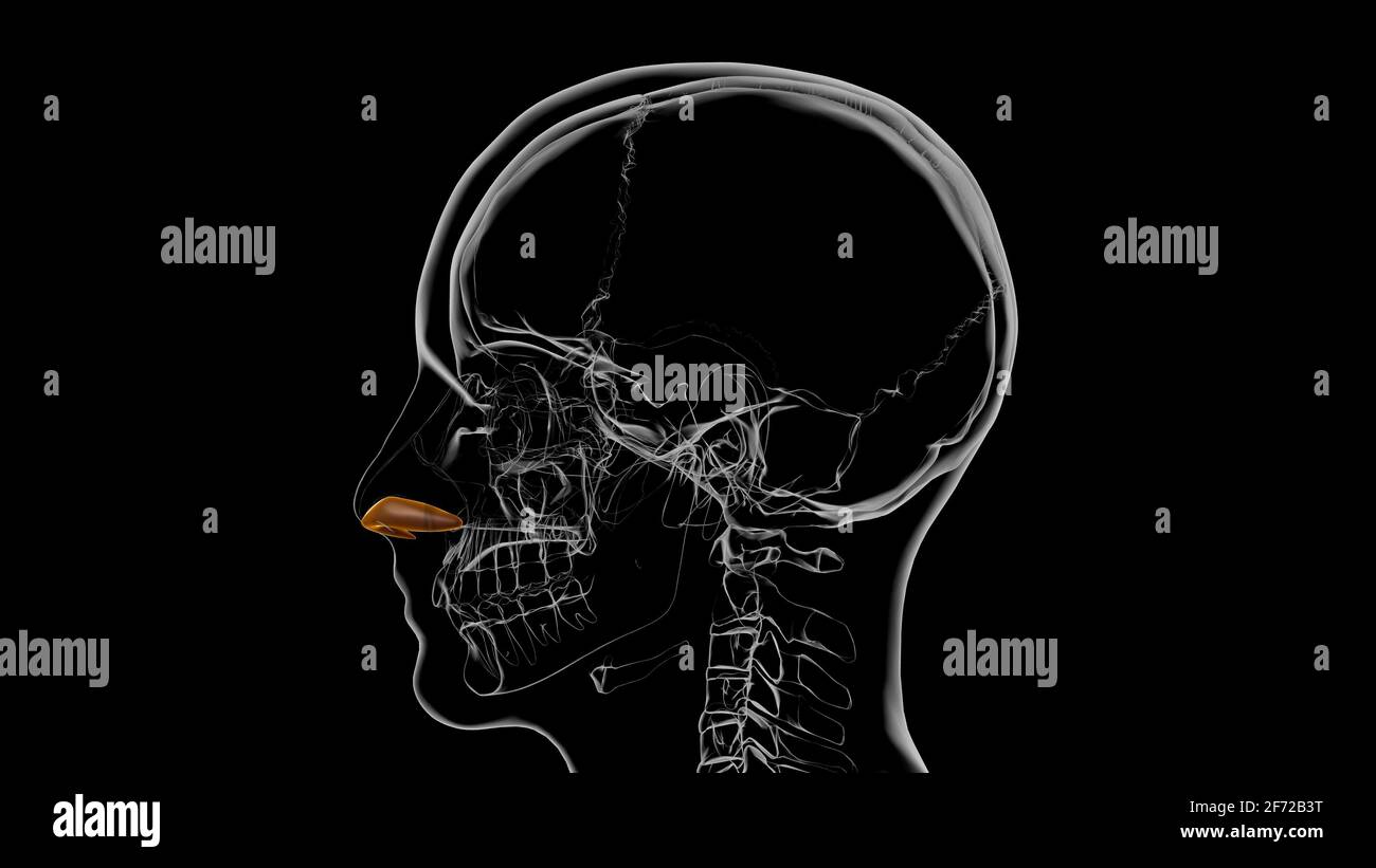 Rappresentazione 3D dell'anatomia della cartilagine dell'allar dello scheletro umano Foto Stock