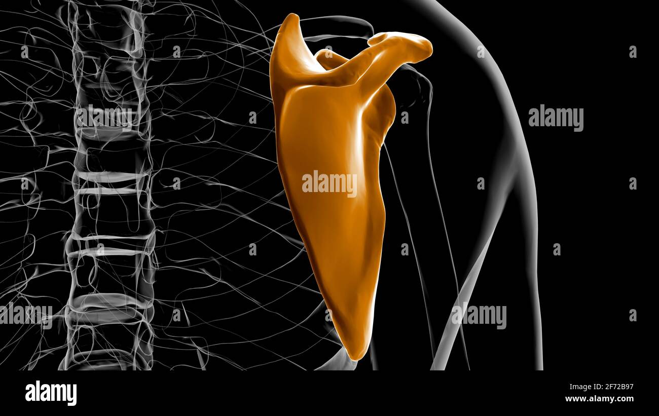 Anatomia scheletrica umana Scapula Bone 3D rendering for Medical Concept Foto Stock
