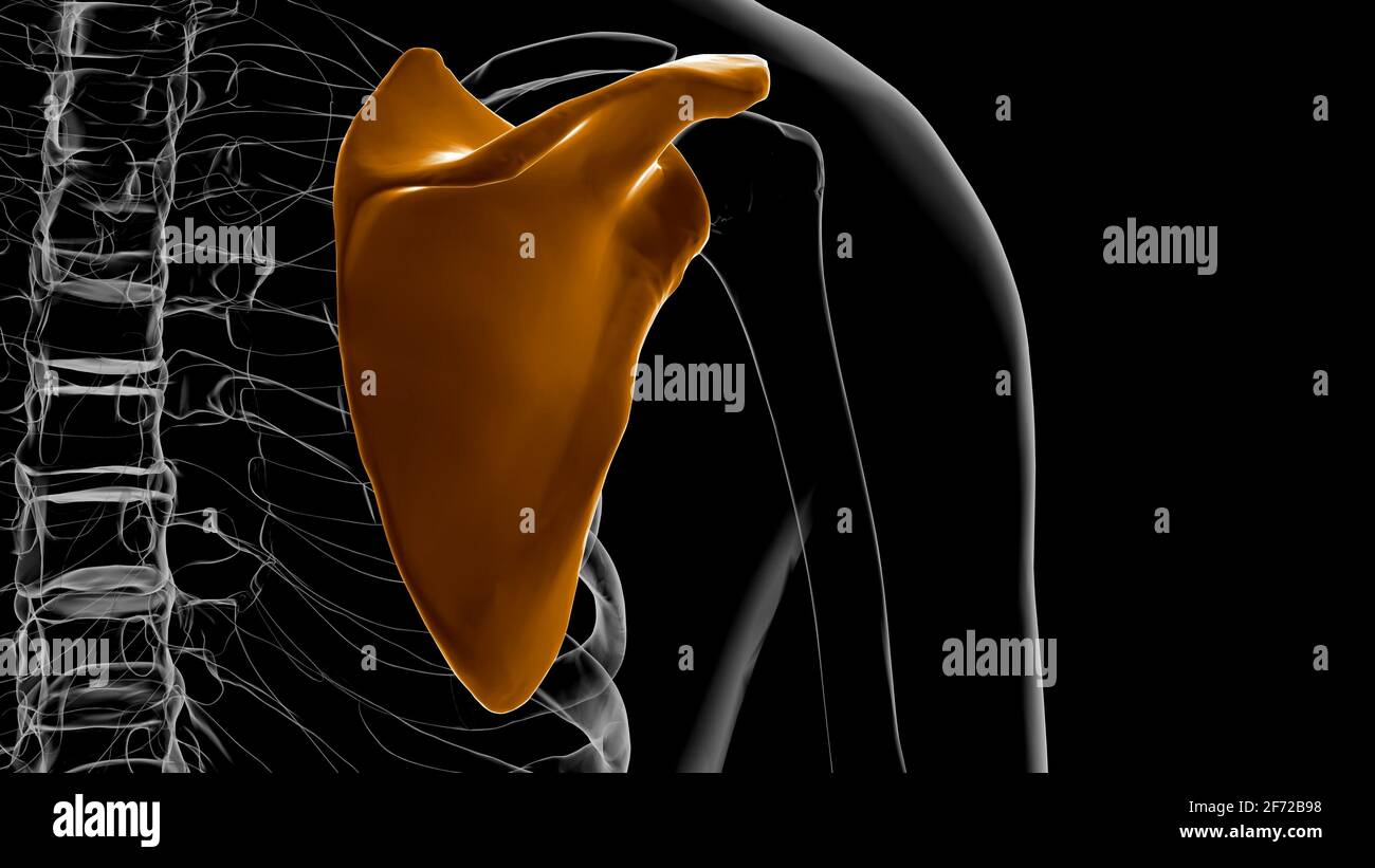Anatomia scheletrica umana Scapula Bone 3D rendering for Medical Concept Foto Stock