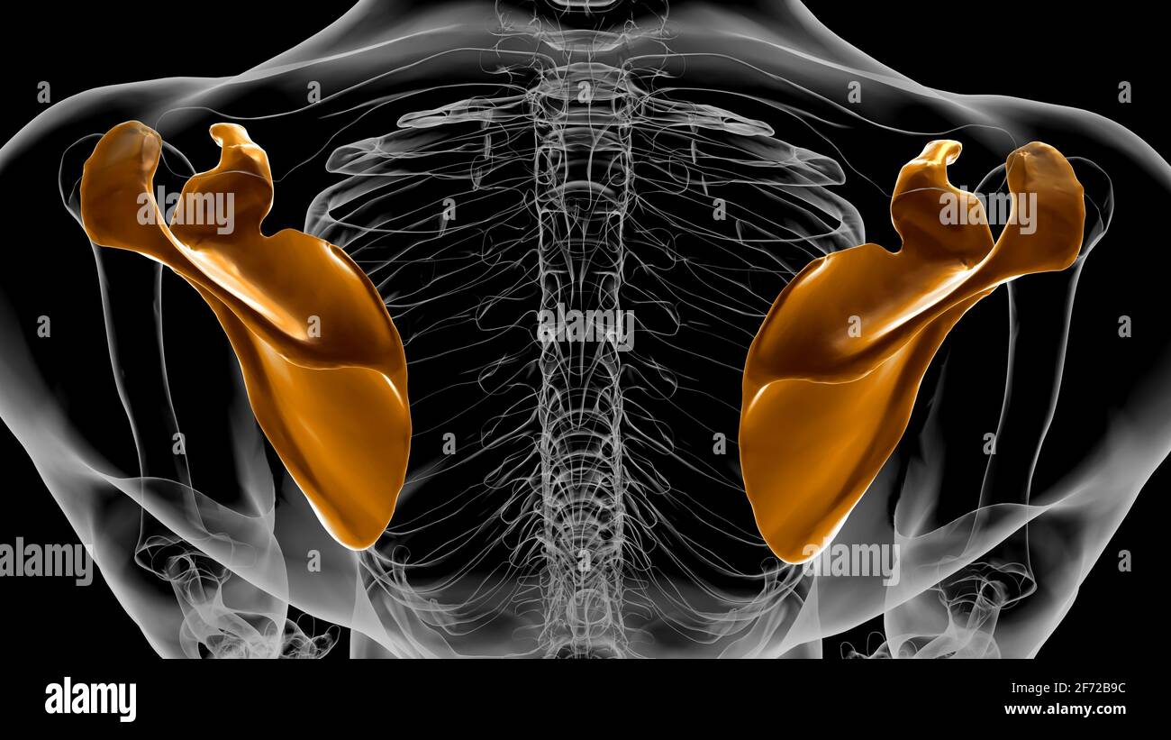 Anatomia scheletrica umana Scapula Bone 3D rendering for Medical Concept Foto Stock