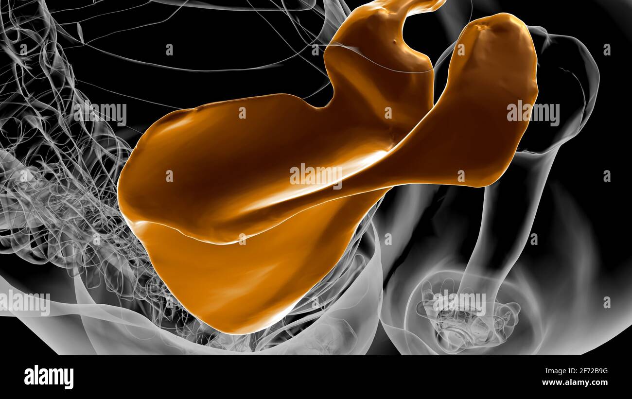 Anatomia scheletrica umana Scapula Bone 3D rendering for Medical Concept Foto Stock