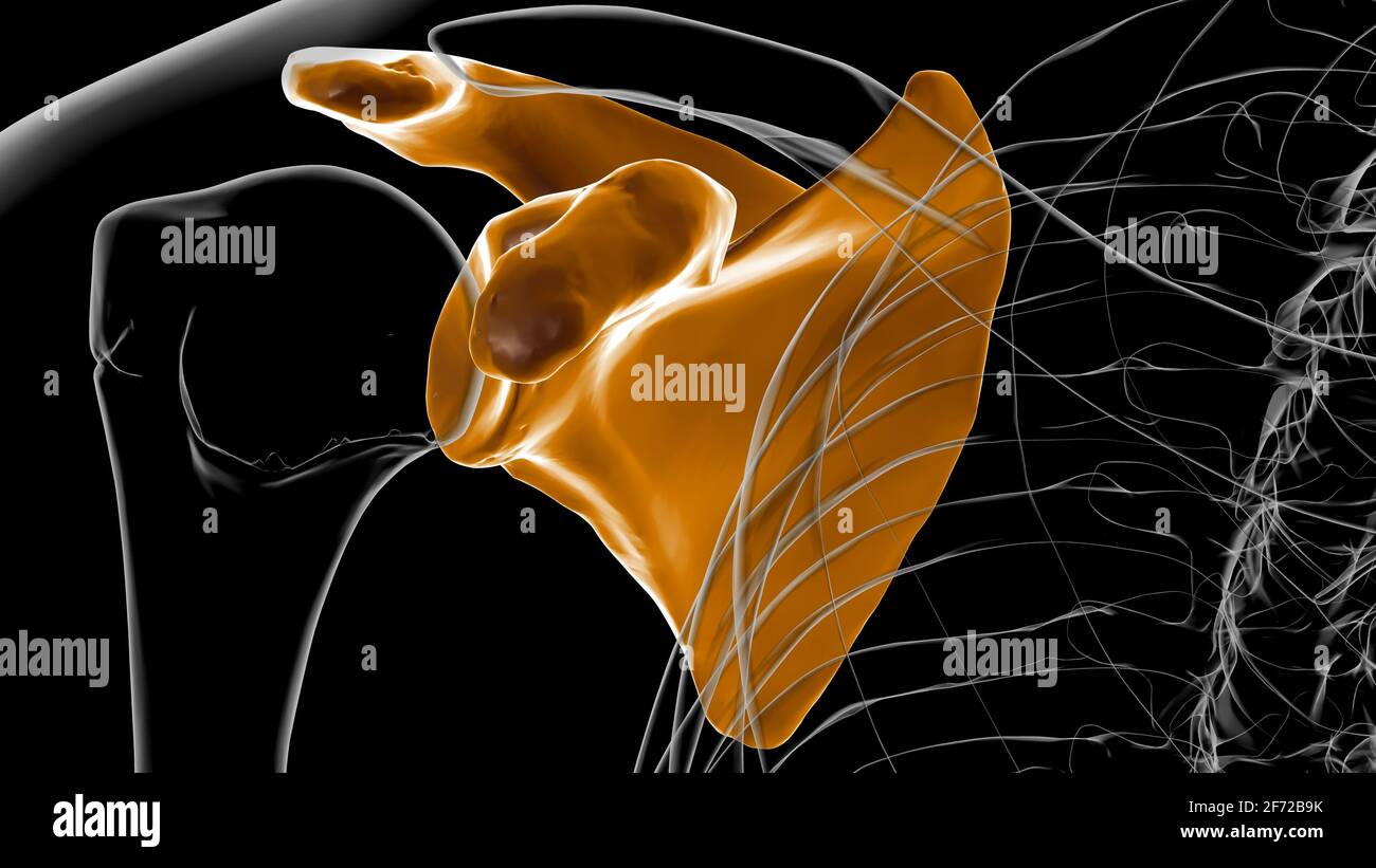 Anatomia scheletrica umana Scapula Bone 3D rendering for Medical Concept Foto Stock