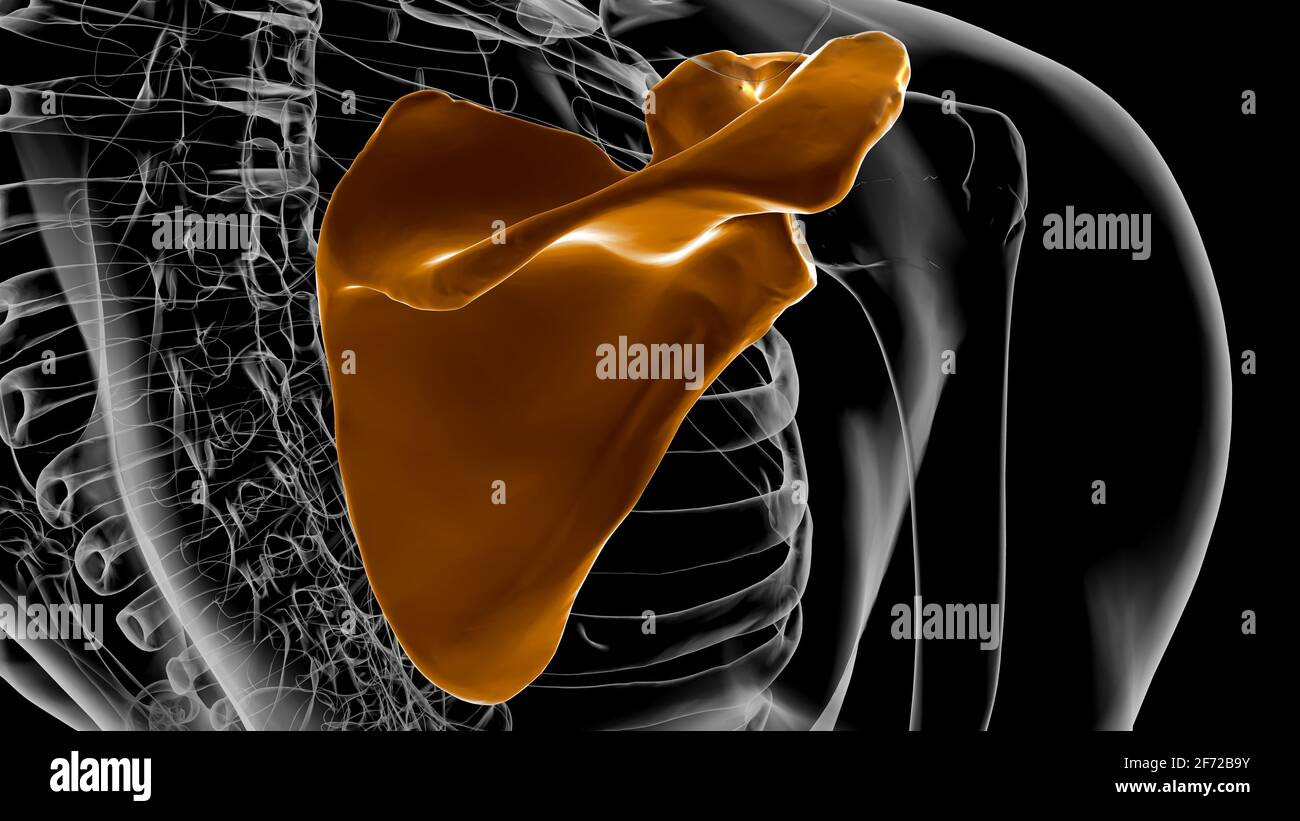 Anatomia scheletrica umana Scapula Bone 3D rendering for Medical Concept Foto Stock