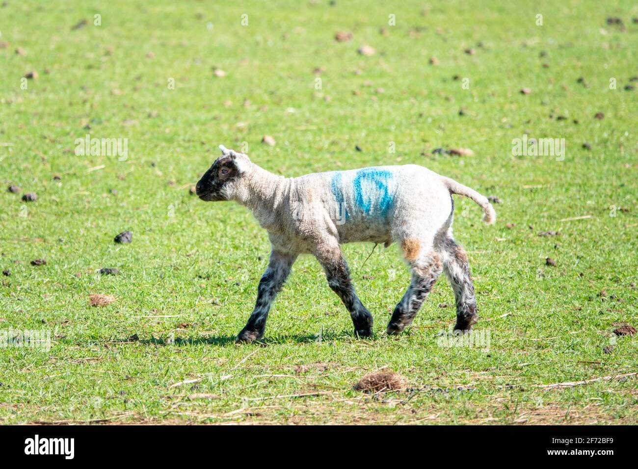 Henlow, Bedfordshire, Regno Unito. 4 Apr 2021. Agnelli primaverili in sole luminoso con temperature di primavera mite. Foto Stock