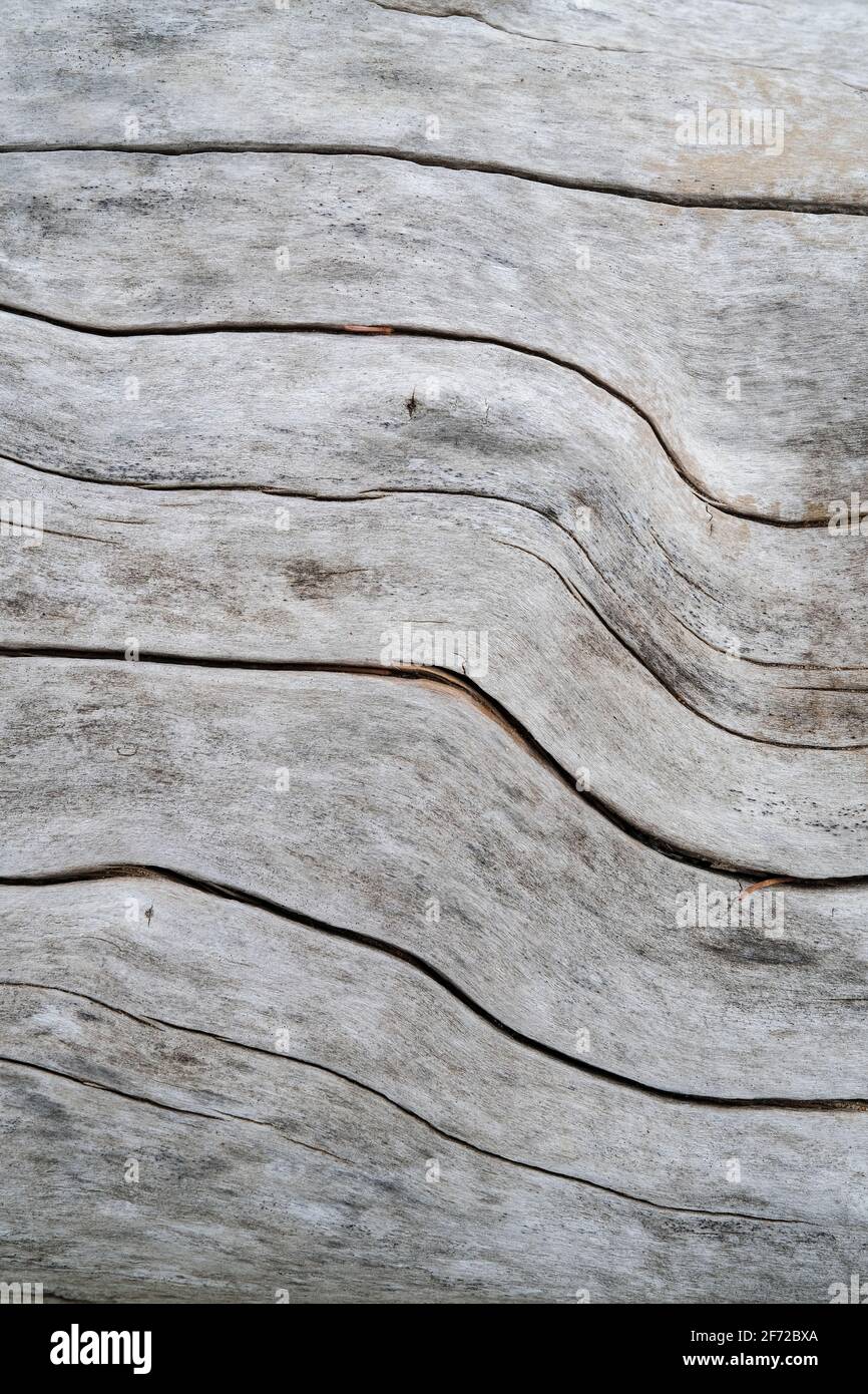 Primo piano di driftwood resistente alle intemperie Foto Stock