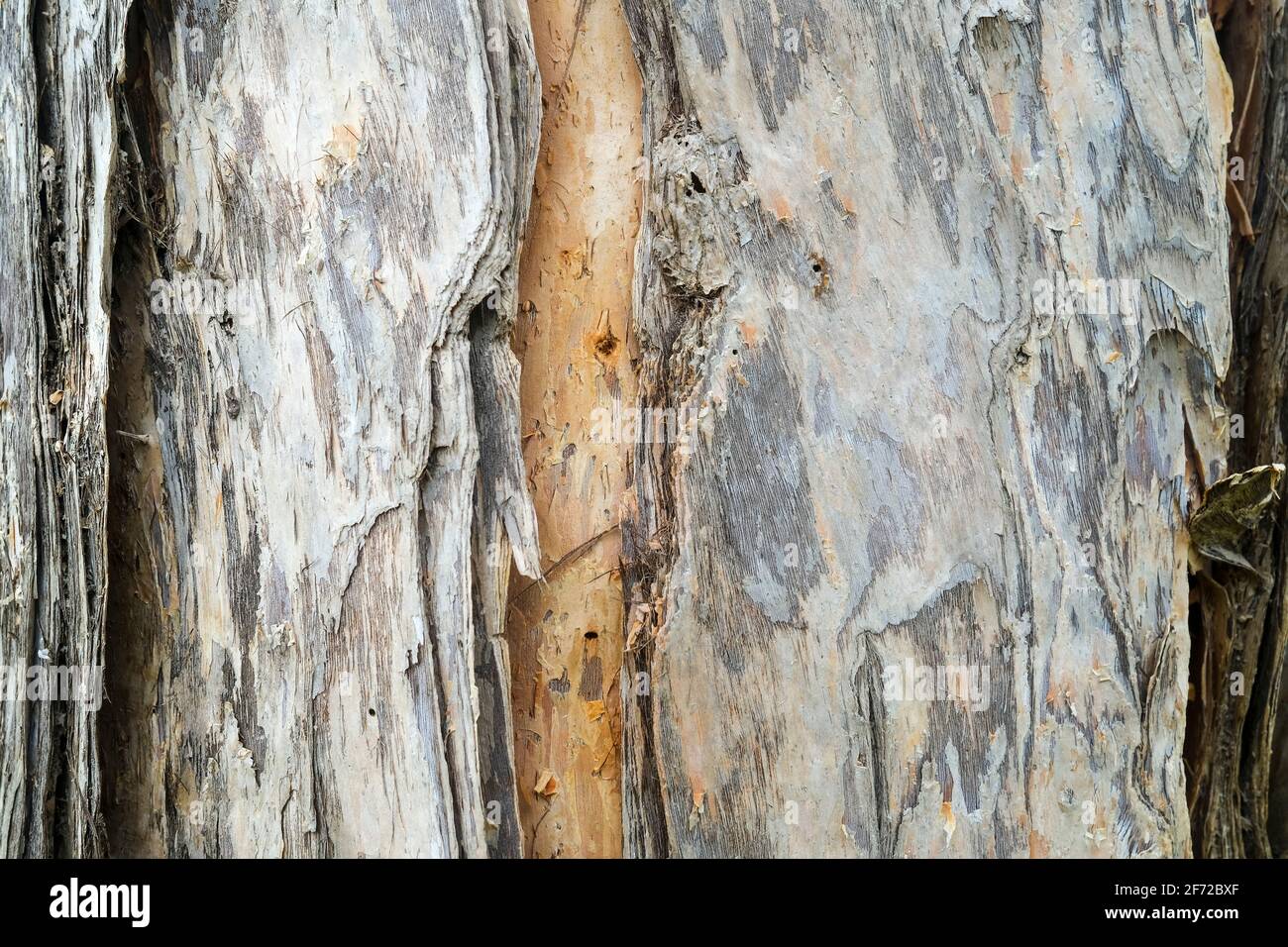 Primo piano della corteccia dell'albero di Melaleuca conosciuto anche come Paperbark Tree, vicino Darwin nel territorio del Nord dell'Australia Foto Stock