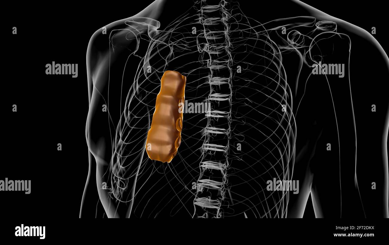 Corpo di scheletro umano dell'anatomia ossea dello sterno per il concetto medico Illustrazione 3D Foto Stock