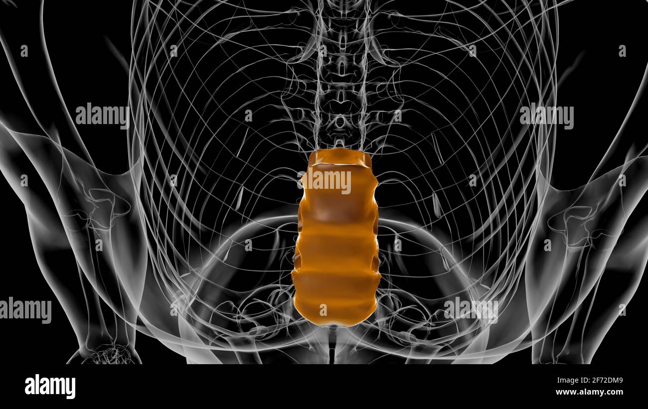 Corpo di scheletro umano dell'anatomia ossea dello sterno per il concetto medico Illustrazione 3D Foto Stock