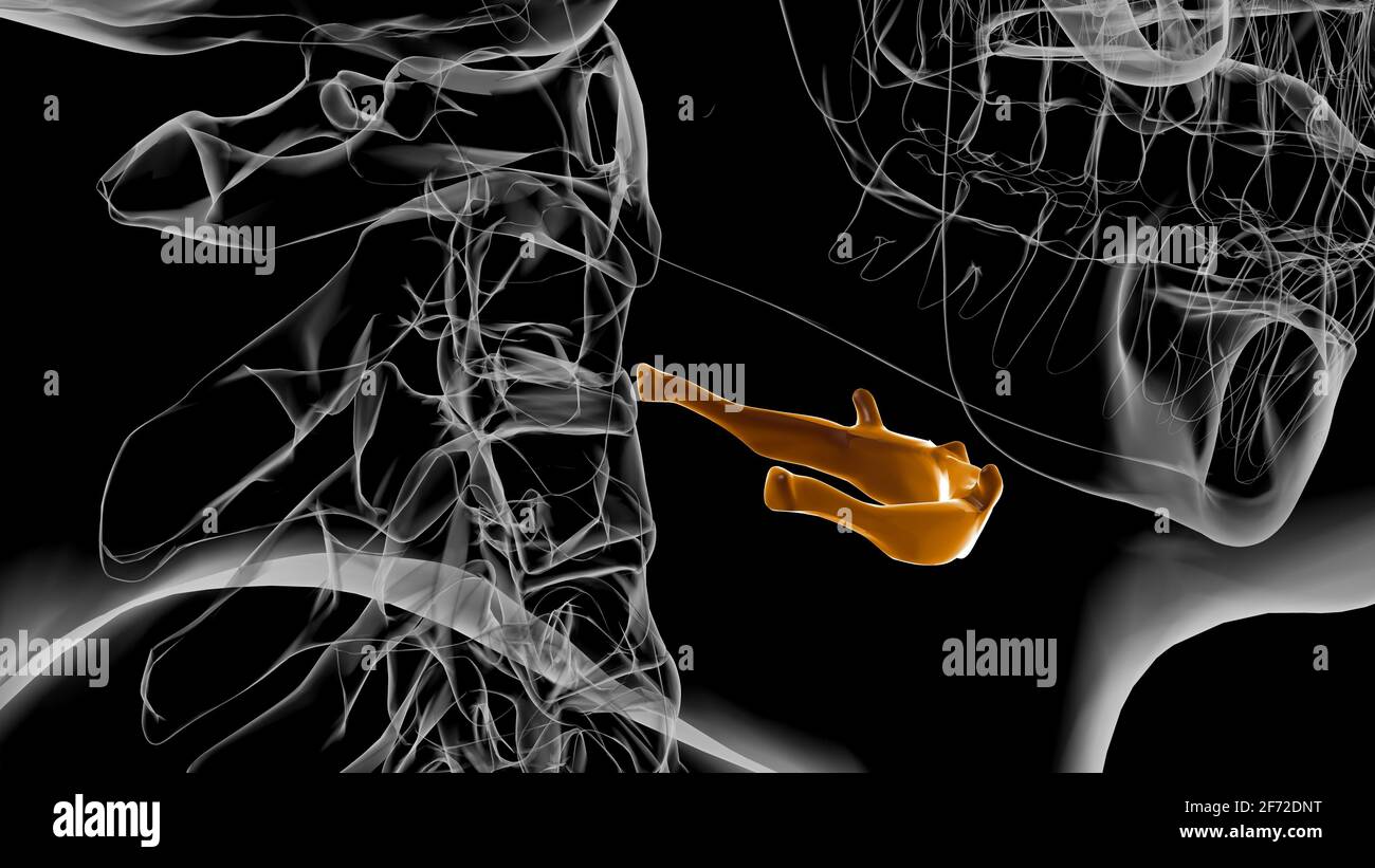 Anatomia ossea Hyoid dello scheletro umano per l'illustrazione 3D del concetto medico Foto Stock