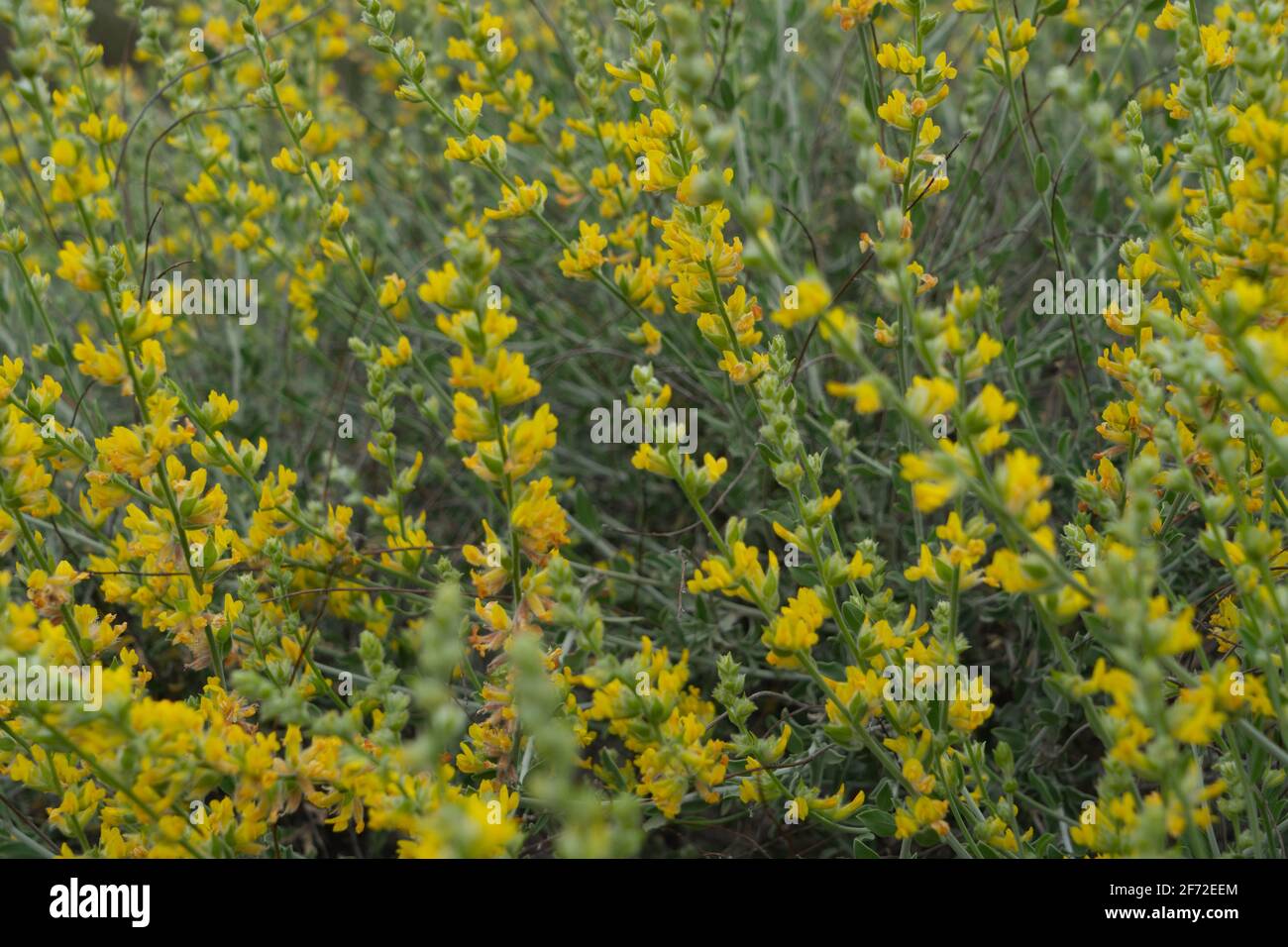 Fiori della zona umida del Marjal del Moros a Sagunto, Valencia Foto Stock