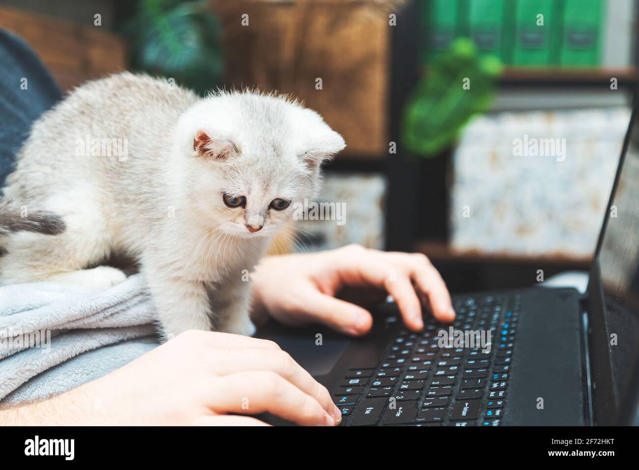 Giovane uomo con gattino che lavora al suo laptop. Il concetto di apprendimento online e di lavoro durante una pandemia. Foto Stock