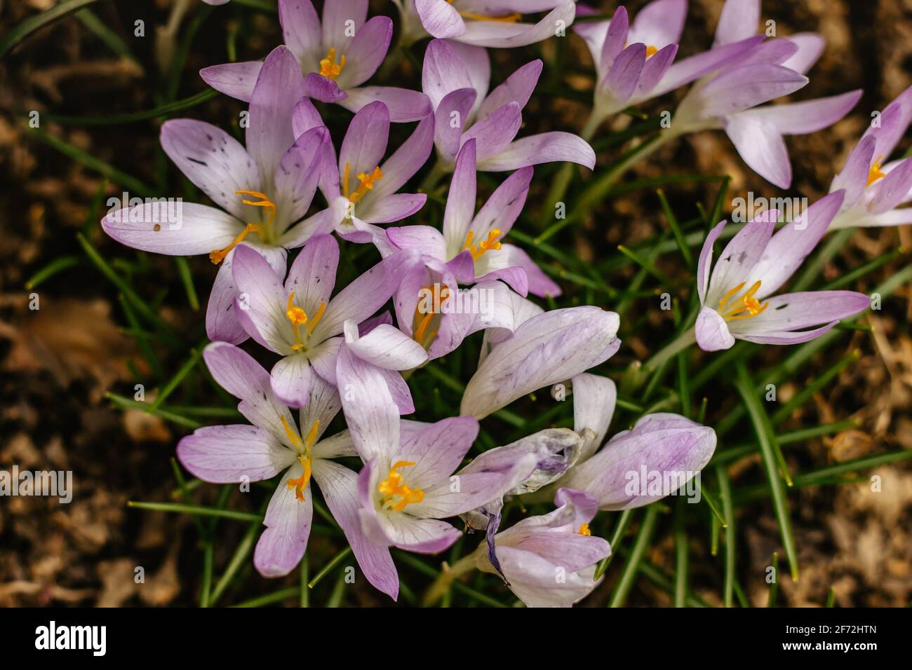 Sfondo primavera con viola fiorito, crocus viola in primavera. Crocus Iridaceae fiore in fiore. Gruppo di crocus viola fiorito su prato. Foto Stock
