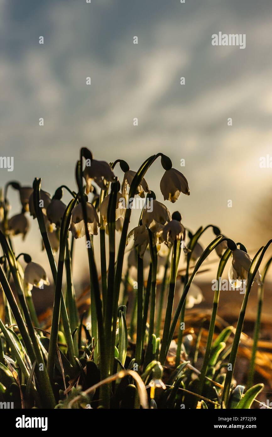 Leucojum vernum chiamato primavera fiocco di neve.primo fiore bianco primavera con verde e giallo marks.Beautiful fiori in fiore al tramonto sfondo sfocato. Foto Stock