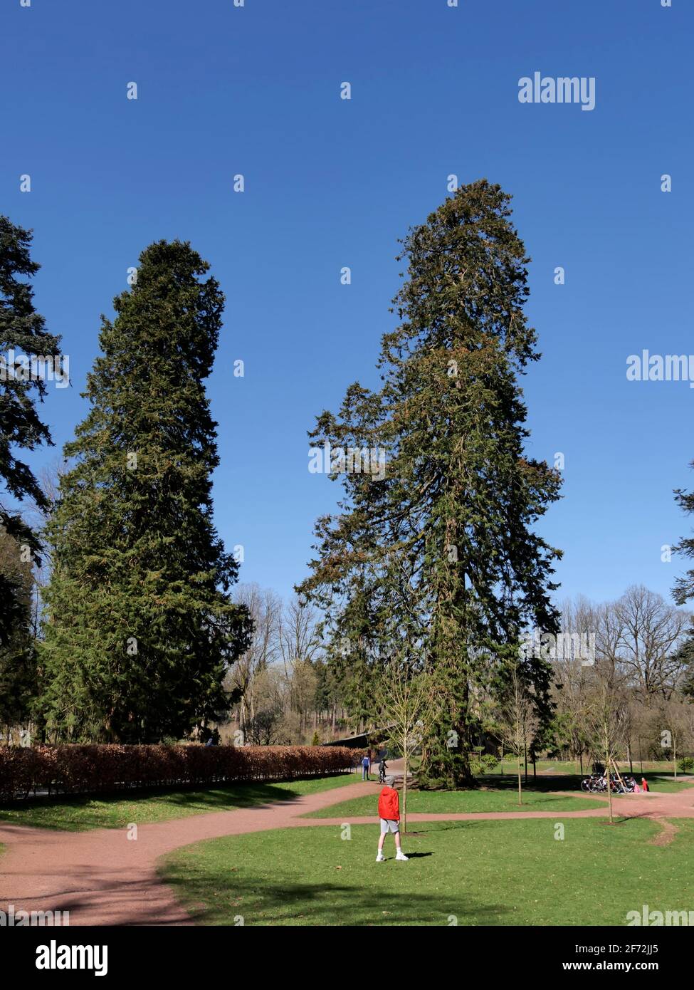 Un paio di alti alberi di sequoie, Dumfries House estate , Cumnock, Scozia Foto Stock