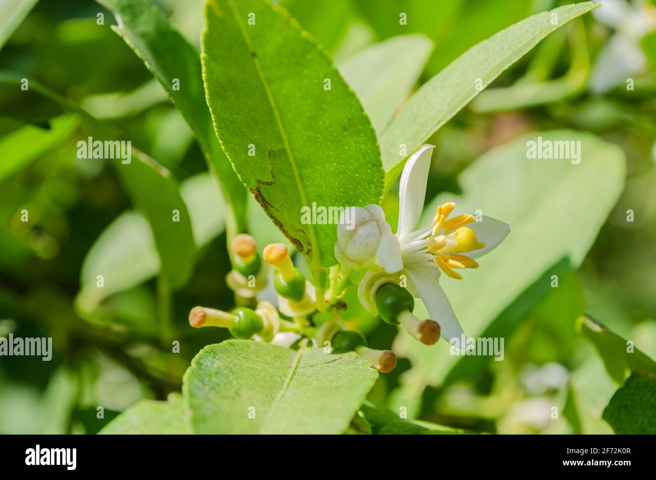 Giovane lime frutta e fiore Foto Stock