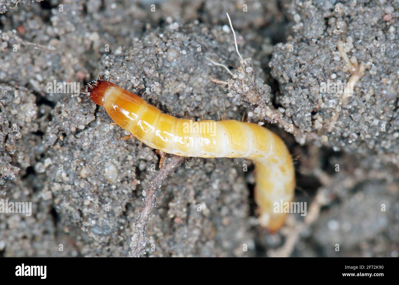 Wireworms - larve di Agriotes una specie di scarabeo della famiglia degli Elateridae. È comunemente conosciuto come il coleottero dello scatto allineato Foto Stock