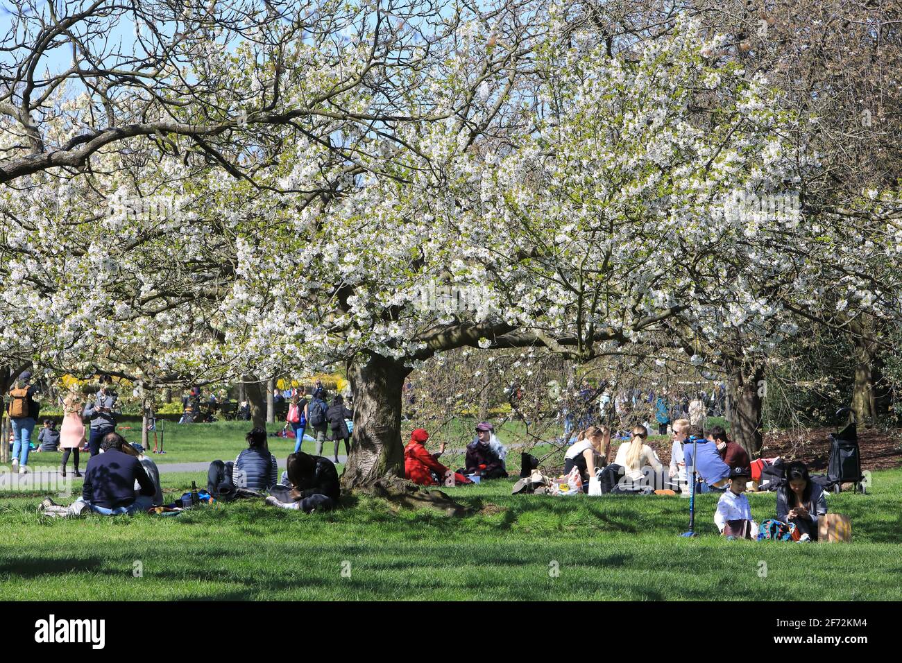 Londra, UK, 4 aprile 2021. Il bel tempo è tornato a Londra per la domenica di Pasqua con temperature di 15 gradi. Amici e famiglie hanno apprezzato i picnic sotto gli alberi in fiore nel Regents Park. Credit: Monica Wells/Alamy Live News Foto Stock