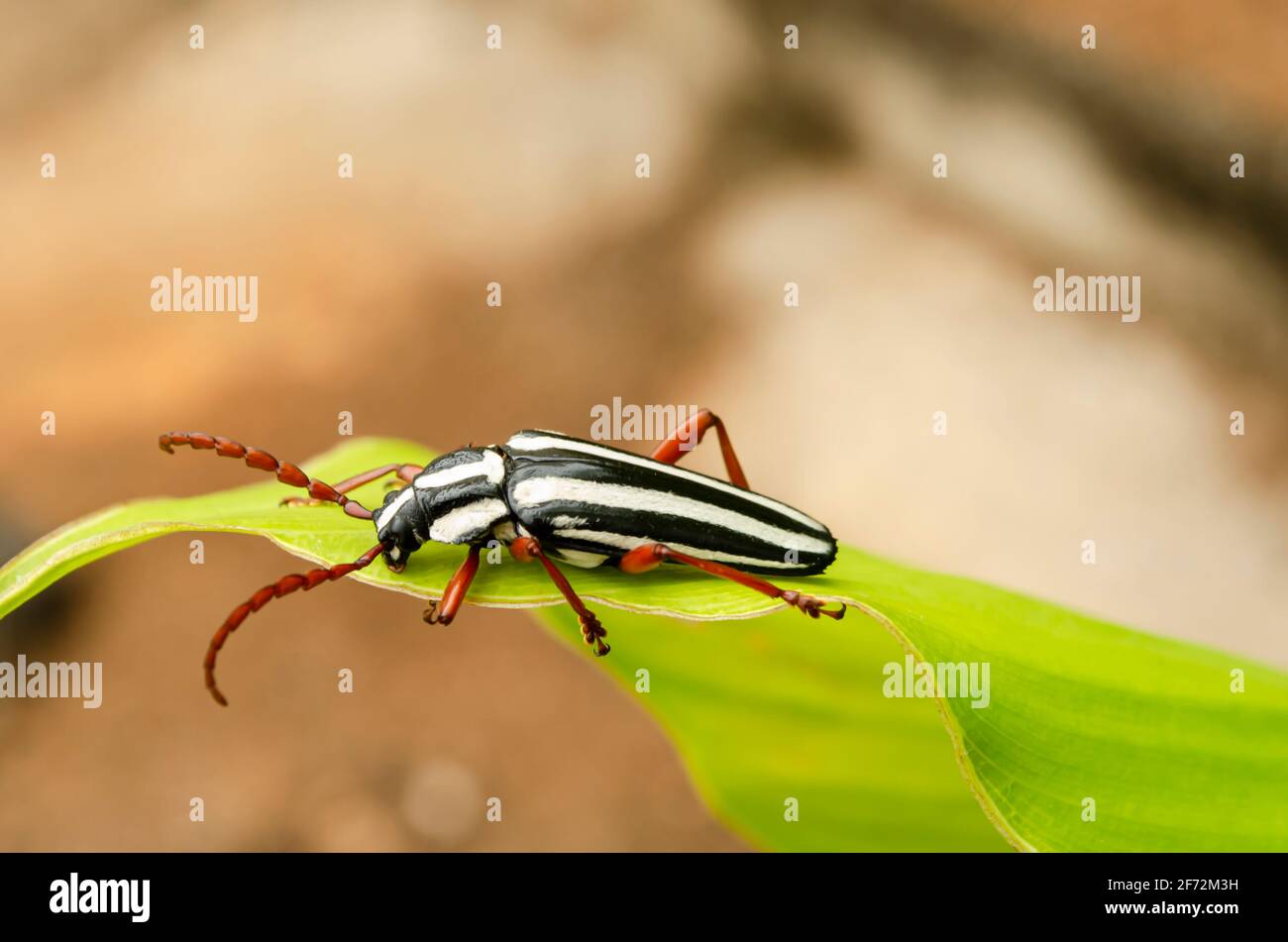 Lato di Longhorn Beetle su foglia turmerica Foto Stock