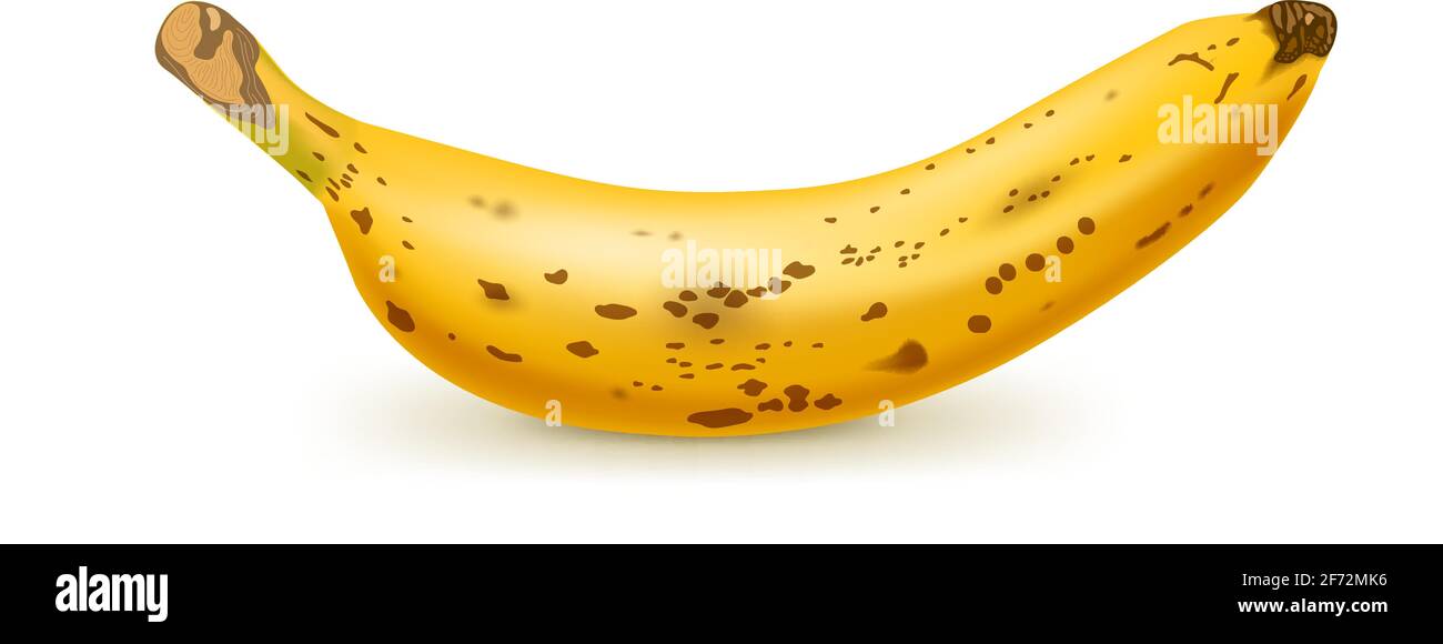 Banana marrone realistica isolata su sfondo bianco. Frutta tropicale. Illustrazione vettoriale realistica Illustrazione Vettoriale