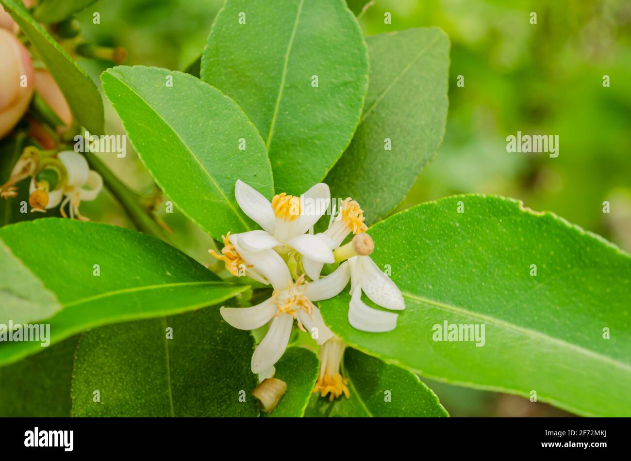 Apri Lime Blossoms Foto Stock