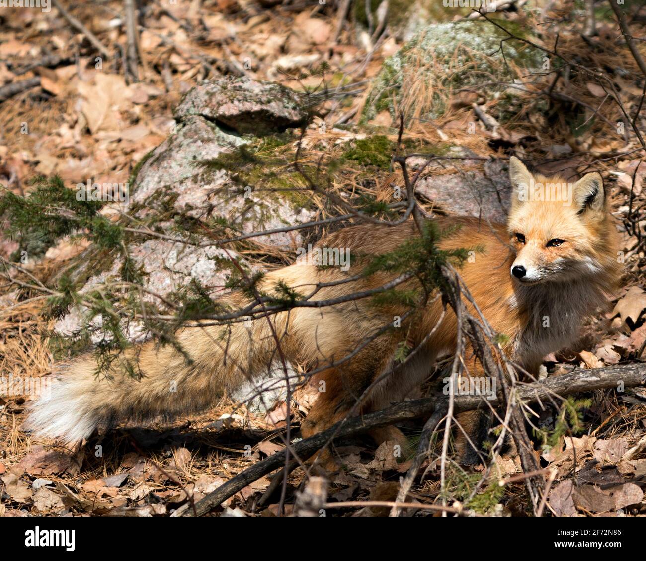Red Fox primo piano profilo vista in primavera con fondo muss rock nel suo ambiente e habitat. Immagine FOX. Immagine. Verticale. Foto Stock