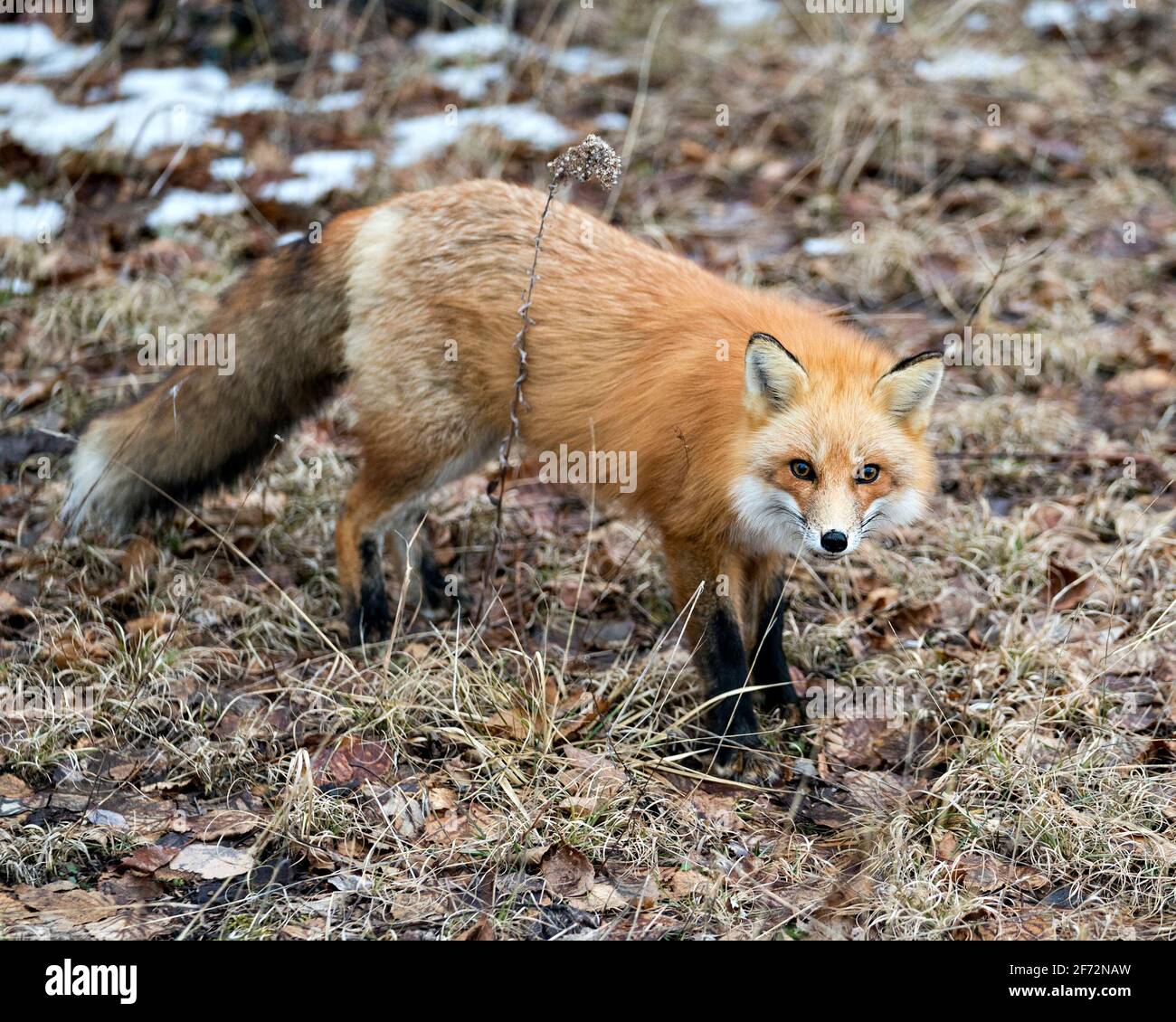 Vista ravvicinata del profilo Red Fox nella stagione primaverile con sfondo sfocato e godendo del suo ambiente e habitat. Immagine FOX. Immagine. Verticale. Foto Stock