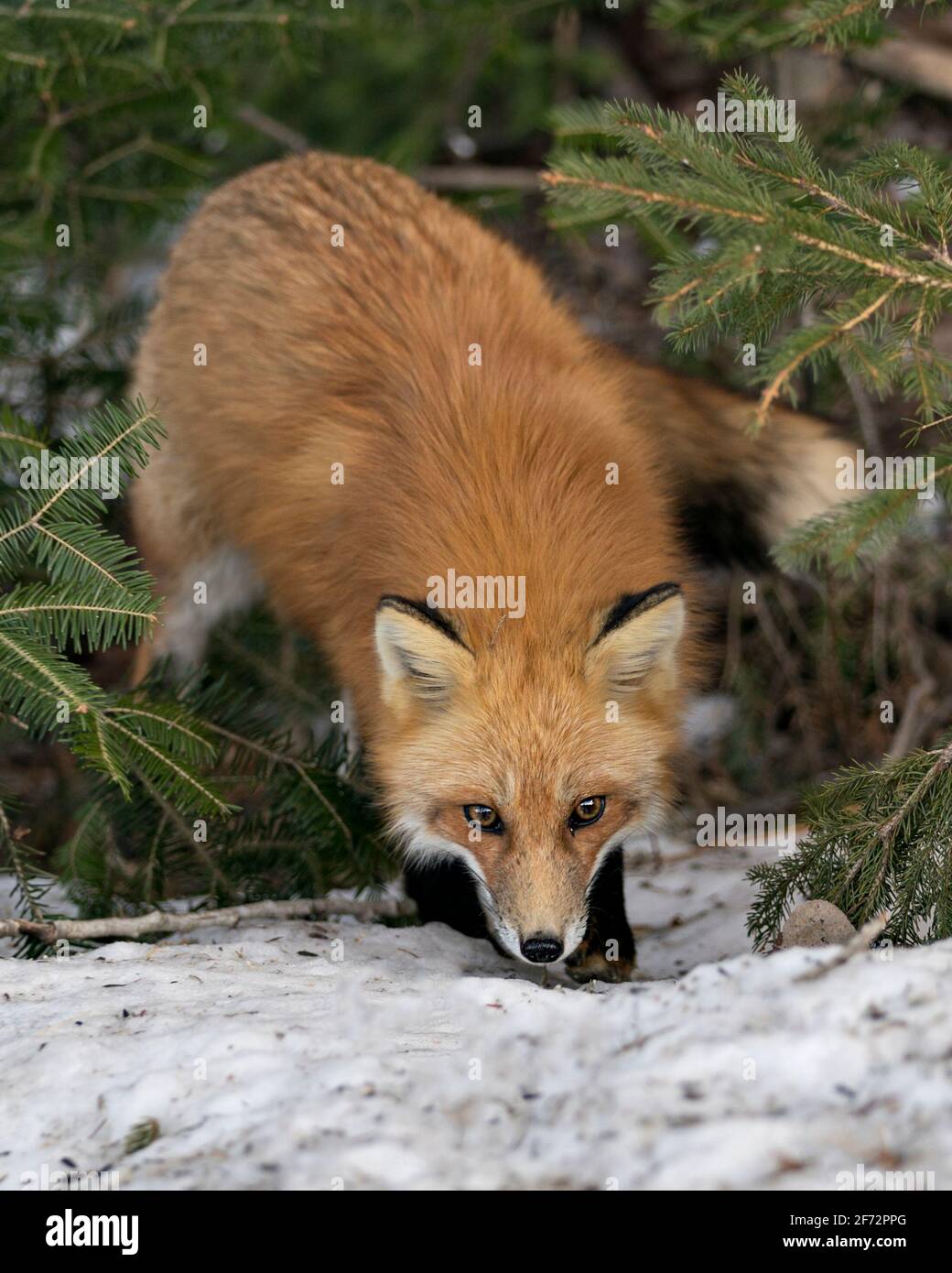 Vista frontale in primo piano della testa della volpe rossa nella stagione invernale nel suo ambiente e habitat con fondo di abeti. Immagine FOX. Immagine. Verticale. Foto. Foto Stock