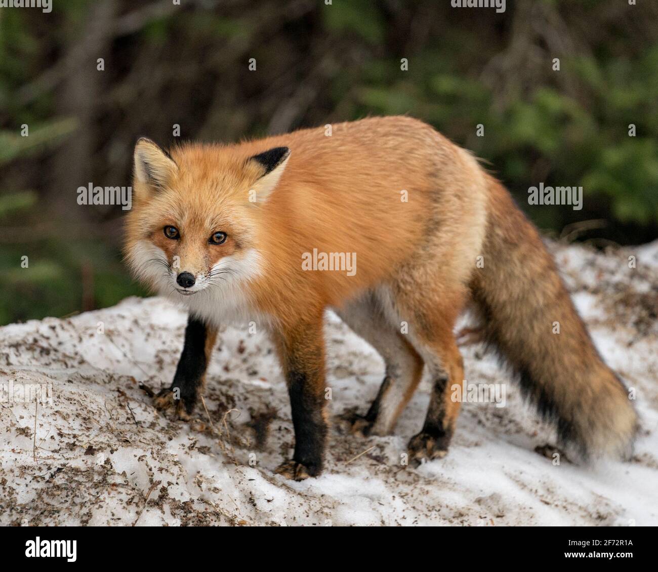 Vista del profilo di Red Fox in primo piano nella stagione invernale con sfondo sfocato e godendo del suo ambiente e habitat. Immagine FOX. Foto Stock