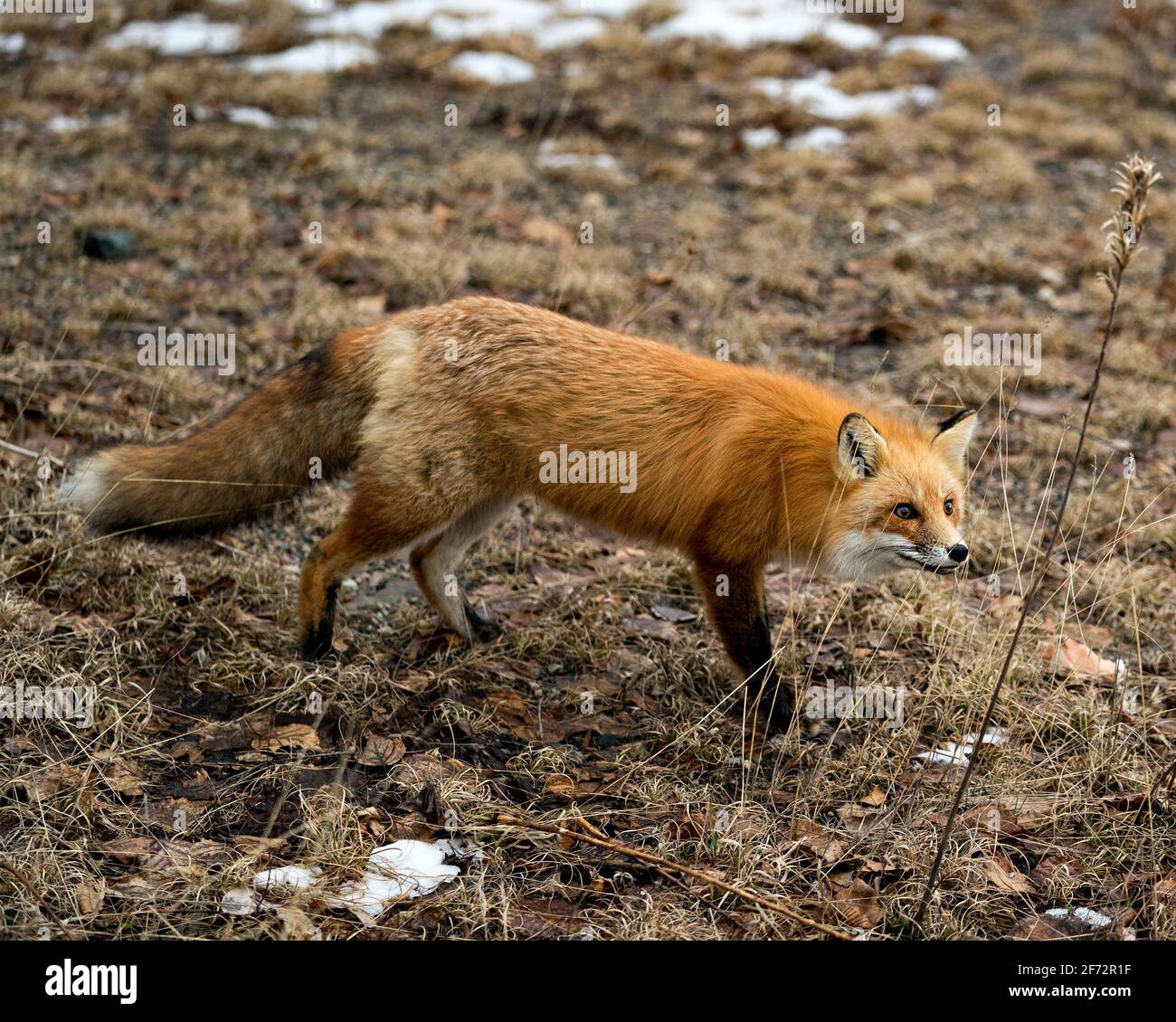 Vista ravvicinata del profilo Red Fox nella stagione primaverile con sfondo sfocato e godendo del suo ambiente e habitat. Immagine FOX. Foto Stock